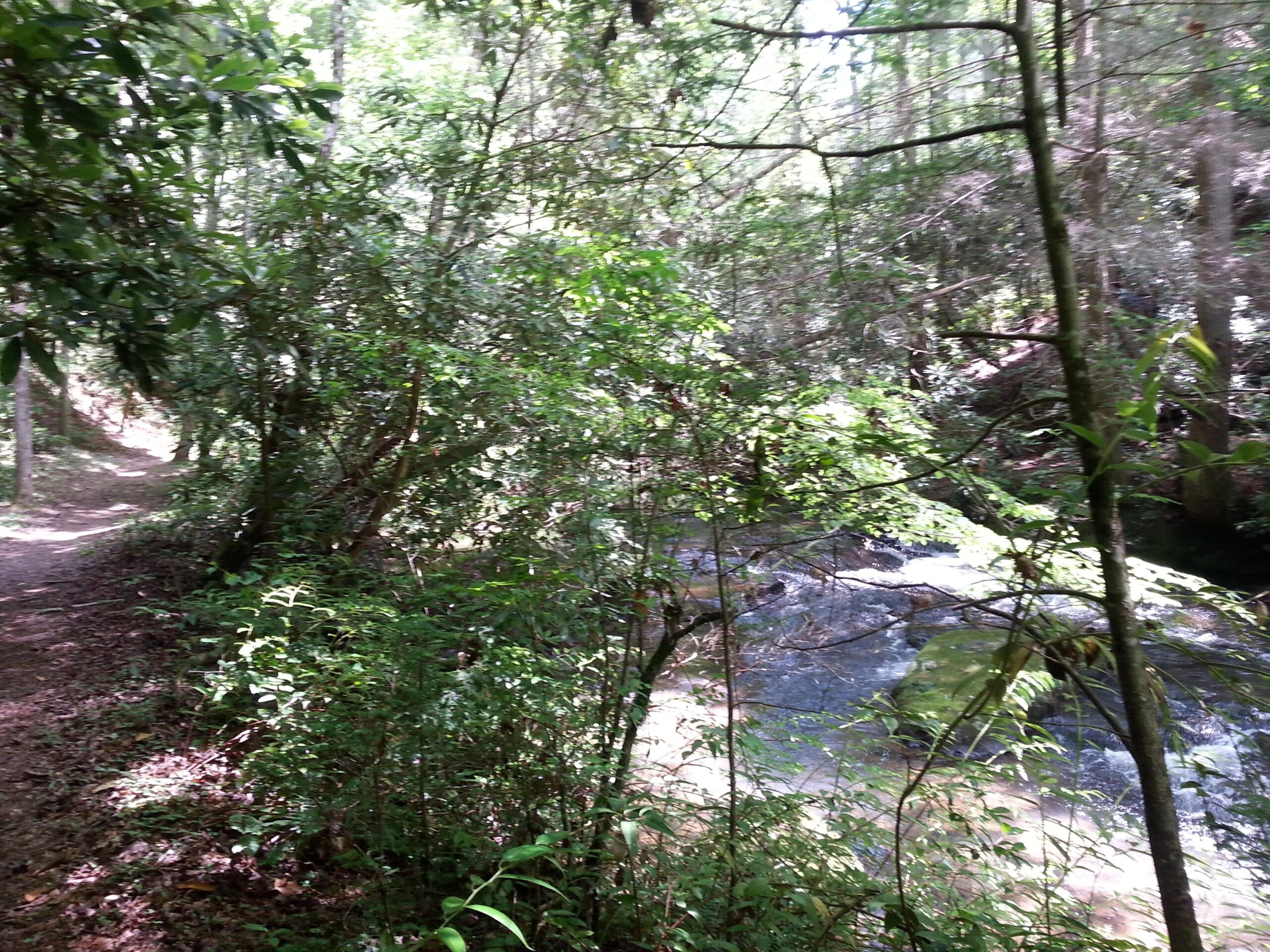A peaceful forest scene featuring a narrow dirt path winding through lush greenery, with sunlight filtering through the leaves. A clear stream can be seen flowing gently beside the path, surrounded by various plants and trees, creating a serene natural ambiance. Unicoi State Park mountain bike trail.