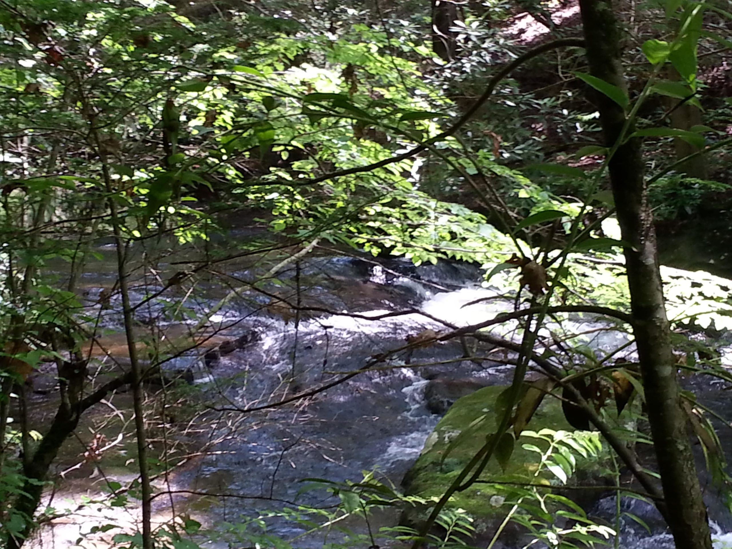 A small stream flowing through a dense forest, surrounded by lush green vegetation and sunlight filtering through the leaves. Unicoi State Park mountain bike trail.
