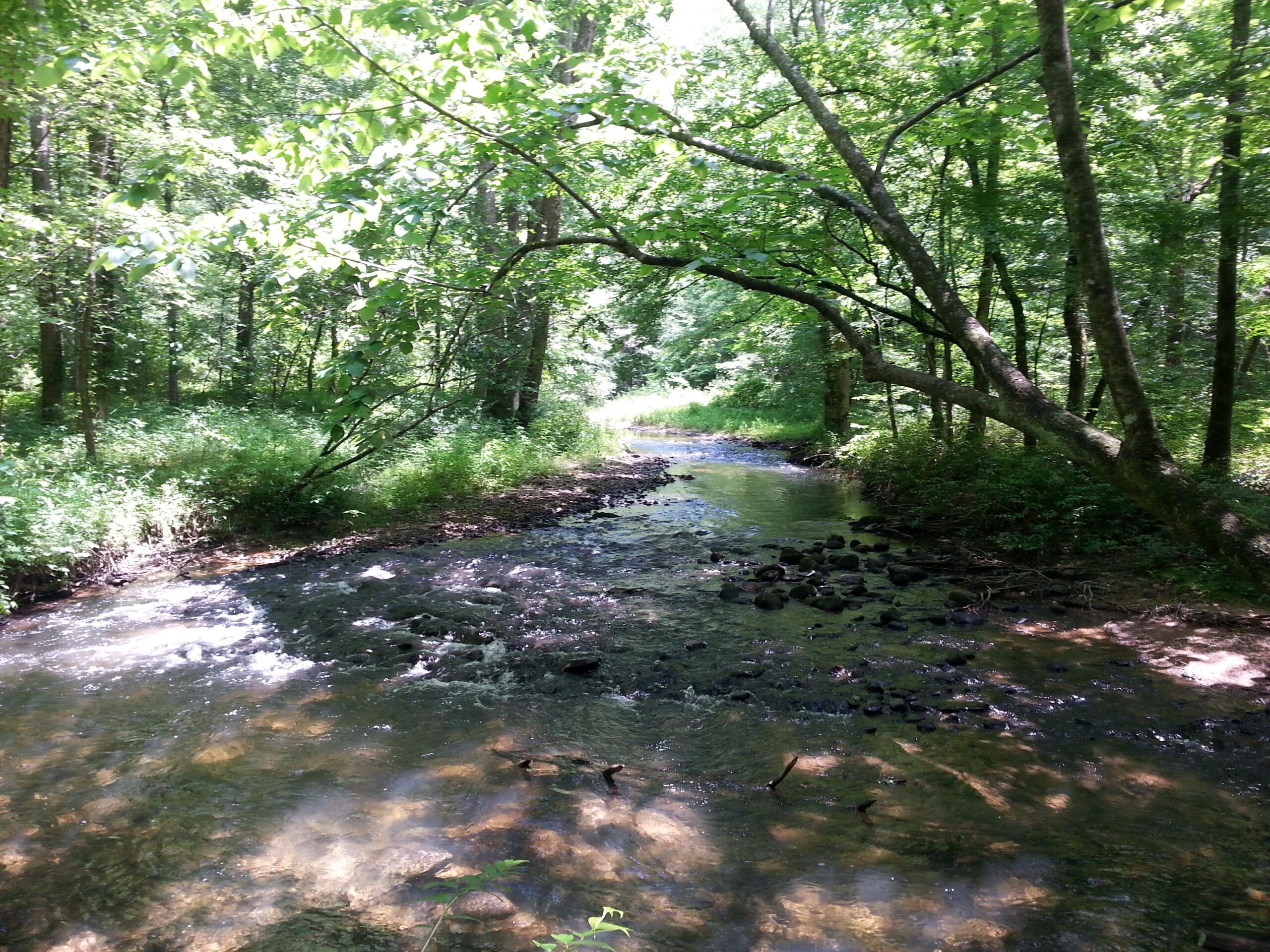 Alt tag: A serene stream flowing through a lush green forest, surrounded by trees and undergrowth, with sunlight dappled on the water's surface. Unicoi State Park mountain bike trail.