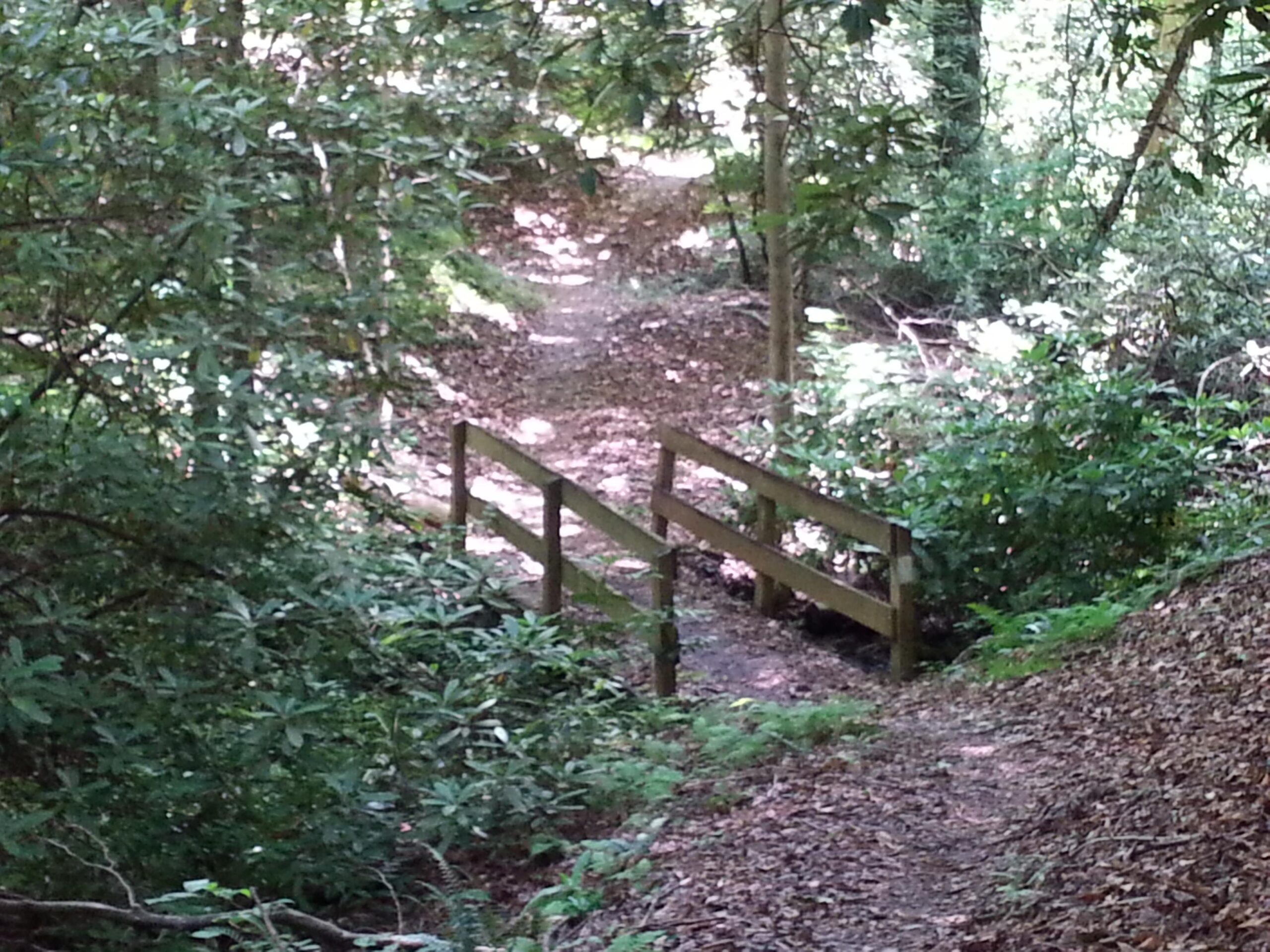A narrow wooden bridge crossing a small path in a lush forest, surrounded by green foliage and trees. The ground is covered with fallen leaves, and dappled sunlight filters through the leaves above. Unicoi State Park mountain bike trail.