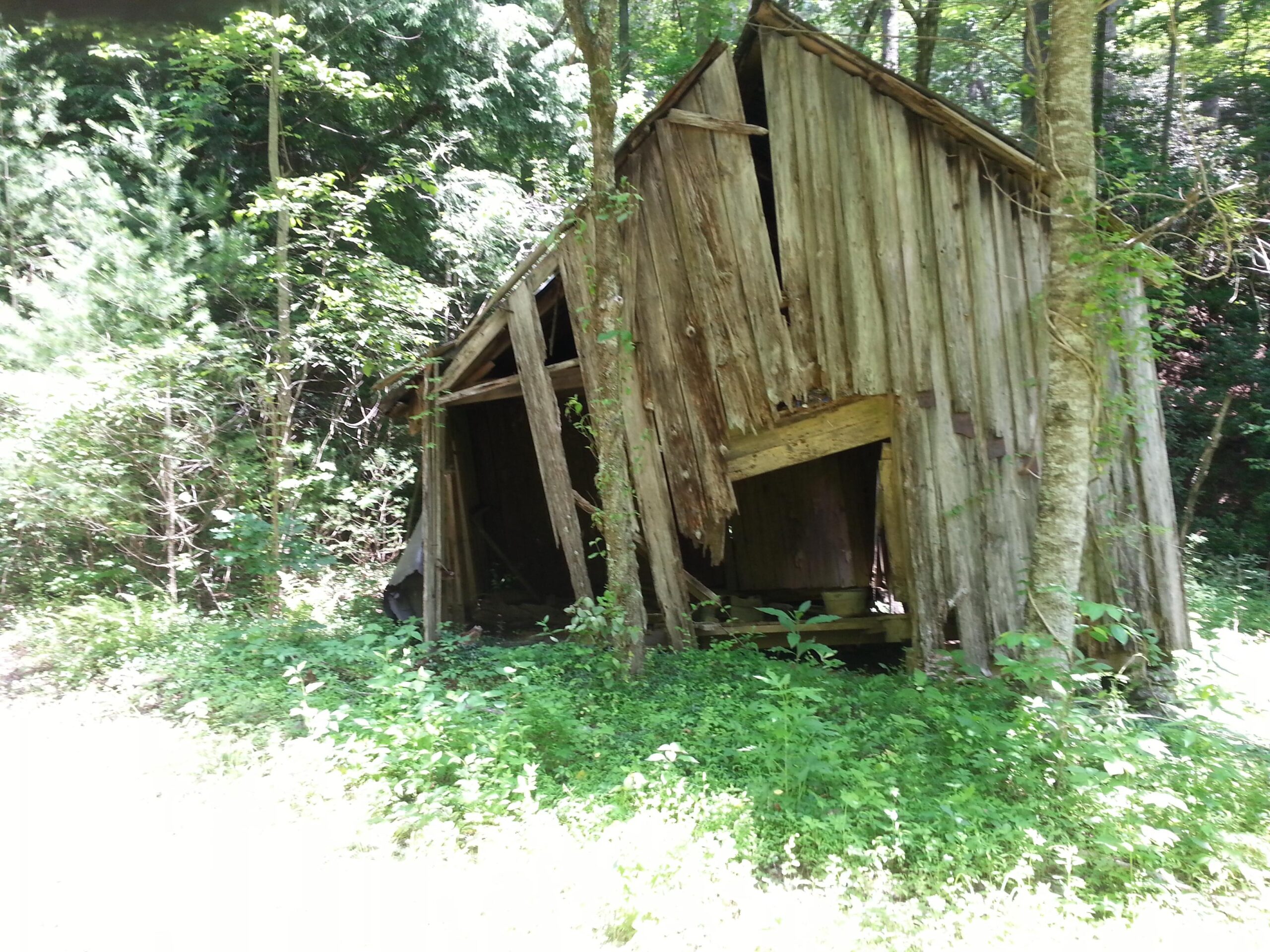 An overgrown, dilapidated wooden shed leaning to one side, partially surrounded by dense greenery and trees. Sunlight filters through the foliage, highlighting the weathered texture of the wood and the lush undergrowth. Unicoi State Park mountain bike trail.