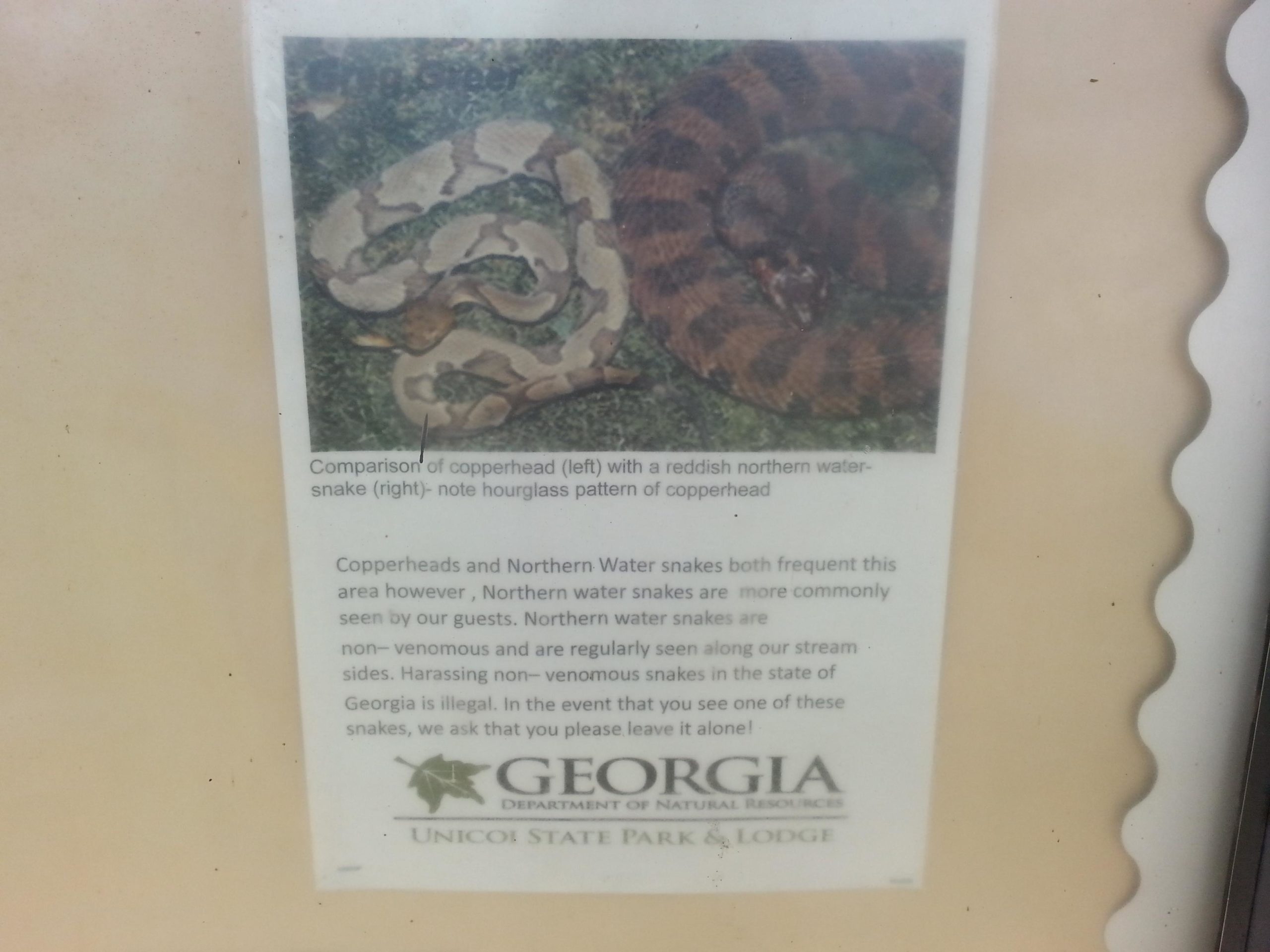 Image description for alt tag: A educational sign displaying a comparison of a copperhead snake on the left and a northern water snake on the right, including a note about the hourglass pattern of the copperhead. The sign also provides information about the presence of these snakes in the area and advises against harassing non-venomous species. The logo for the Georgia Department of Natural Resources is visible at the bottom. Unicoi State Park mountain bike trail.