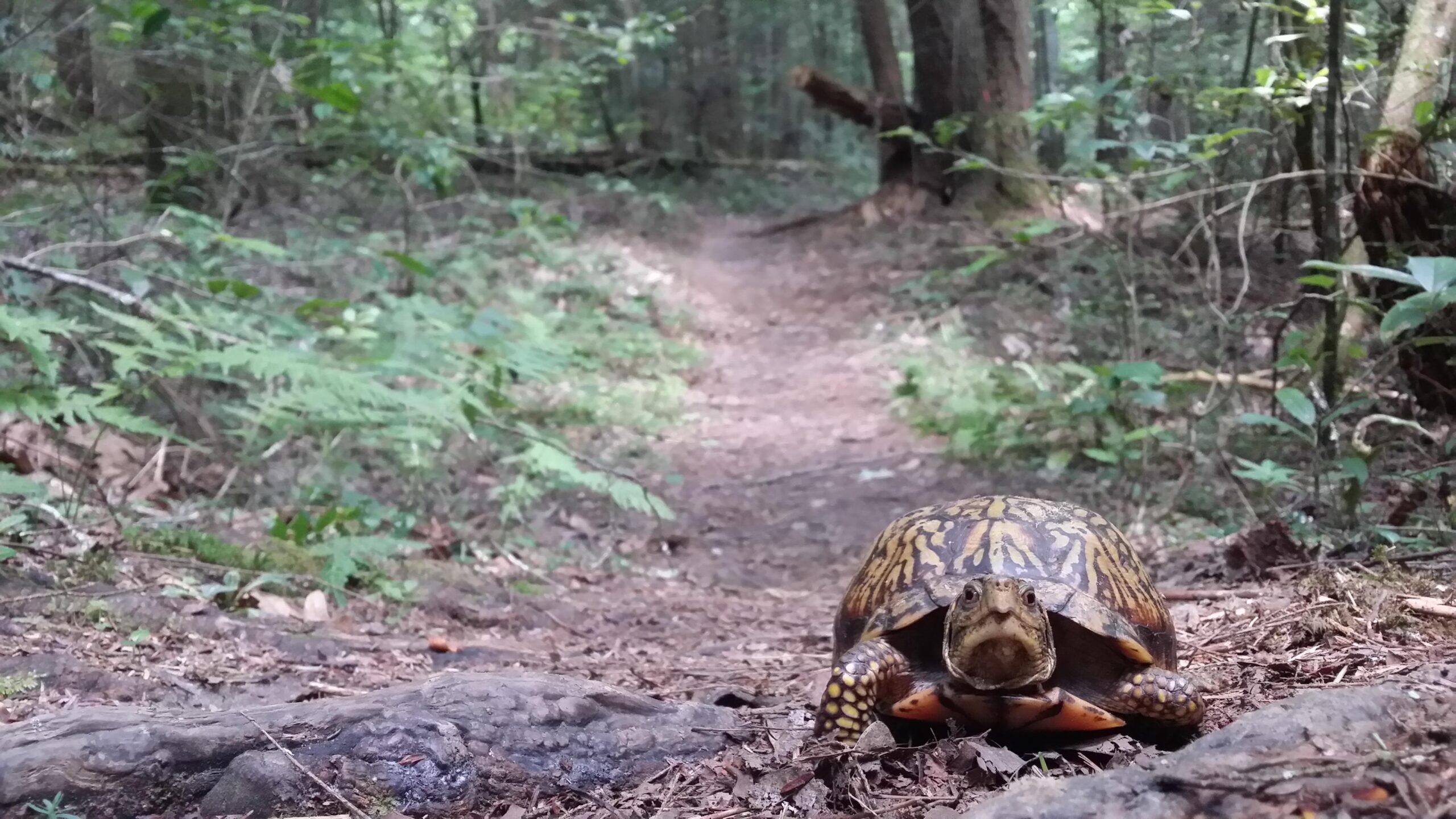 A close-up view of a turtle on a dirt path in a wooded area, surrounded by greenery and ferns. The turtle is facing the camera, showcasing its patterned shell and facial features, while the trail winds into the background. Cane Creek (sheltowee Trace Trail) mountain bike trail.