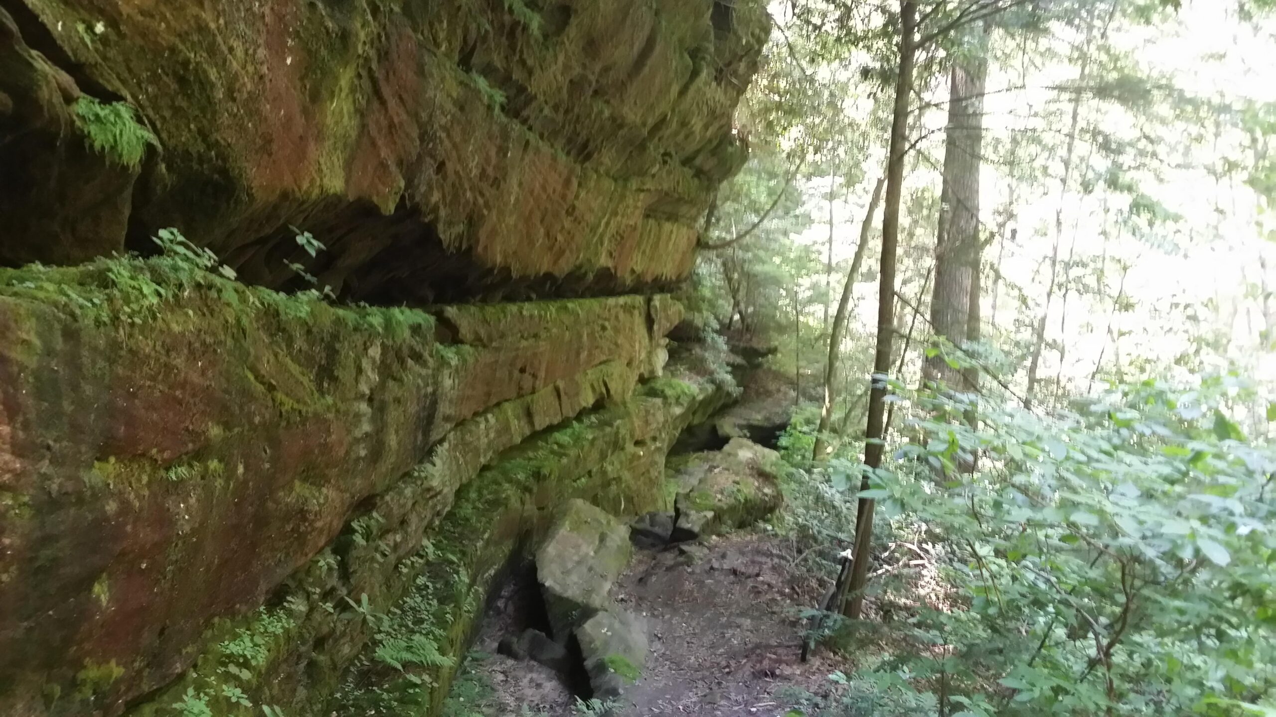 A narrow trail lined with moss-covered rock formations and lush greenery in a dense forest. Sunlight filters through the trees, illuminating the rocky landscape and creating a serene, natural environment. Cane Creek (sheltowee Trace Trail) mountain bike trail.