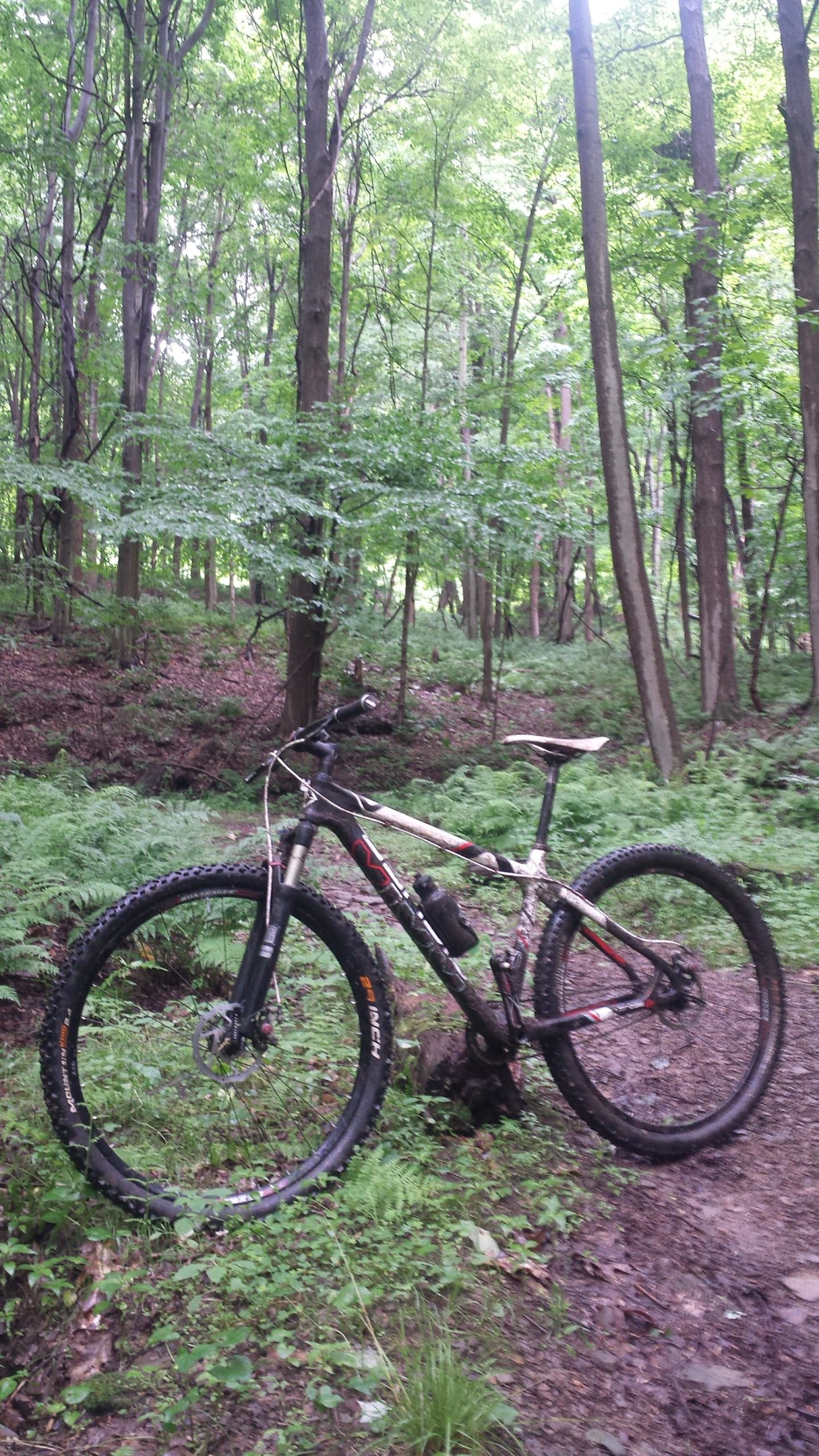 A mountain bike resting on a muddy trail in a lush green forest. Surrounding ferns and tall trees create a dense, natural environment. Yellow Creek State Park mountain bike trail.