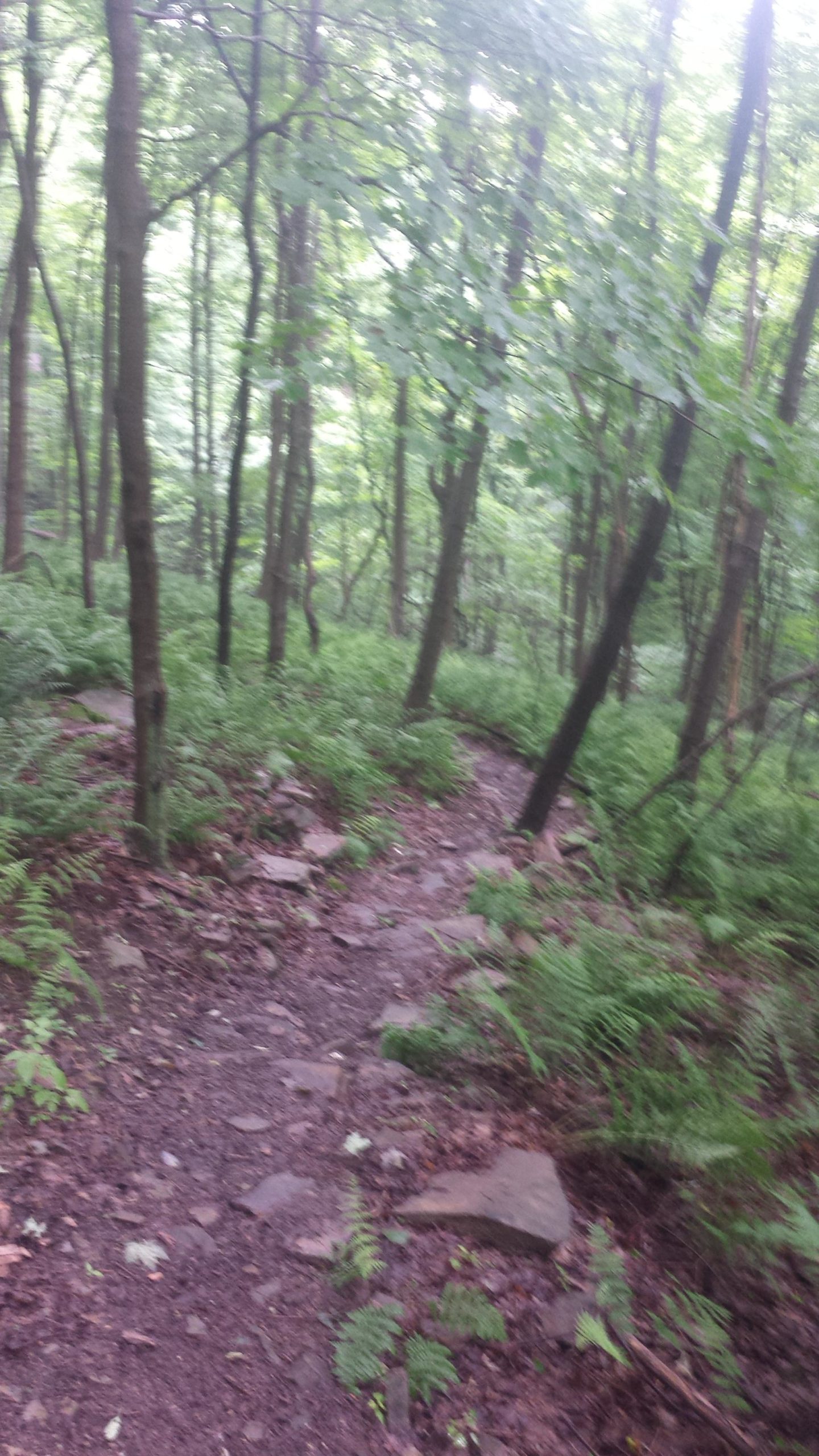 A narrow, winding dirt trail surrounded by lush green foliage and tall trees in a forest setting, with rocks scattered along the path and ferns growing beside it. The scene has a serene, natural feel, inviting exploration. Yellow Creek State Park mountain bike trail.