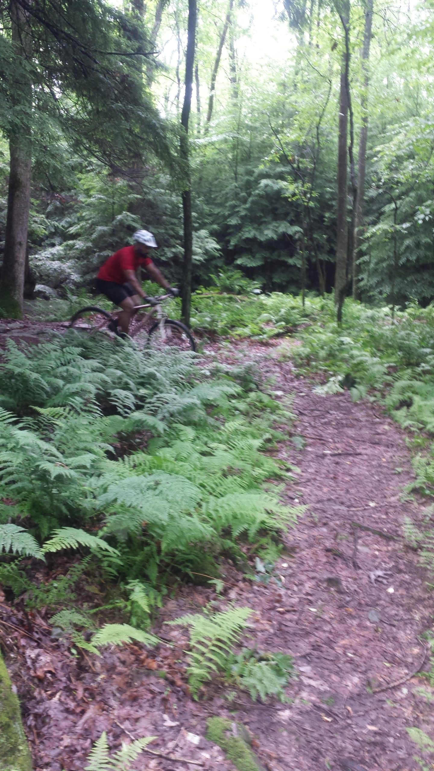 A mountain biker rides along a narrow dirt trail surrounded by ferns and dense green forest foliage. The cyclist, wearing a red shirt and helmet, is captured mid-motion, navigating through the lush wilderness. Yellow Creek State Park mountain bike trail.