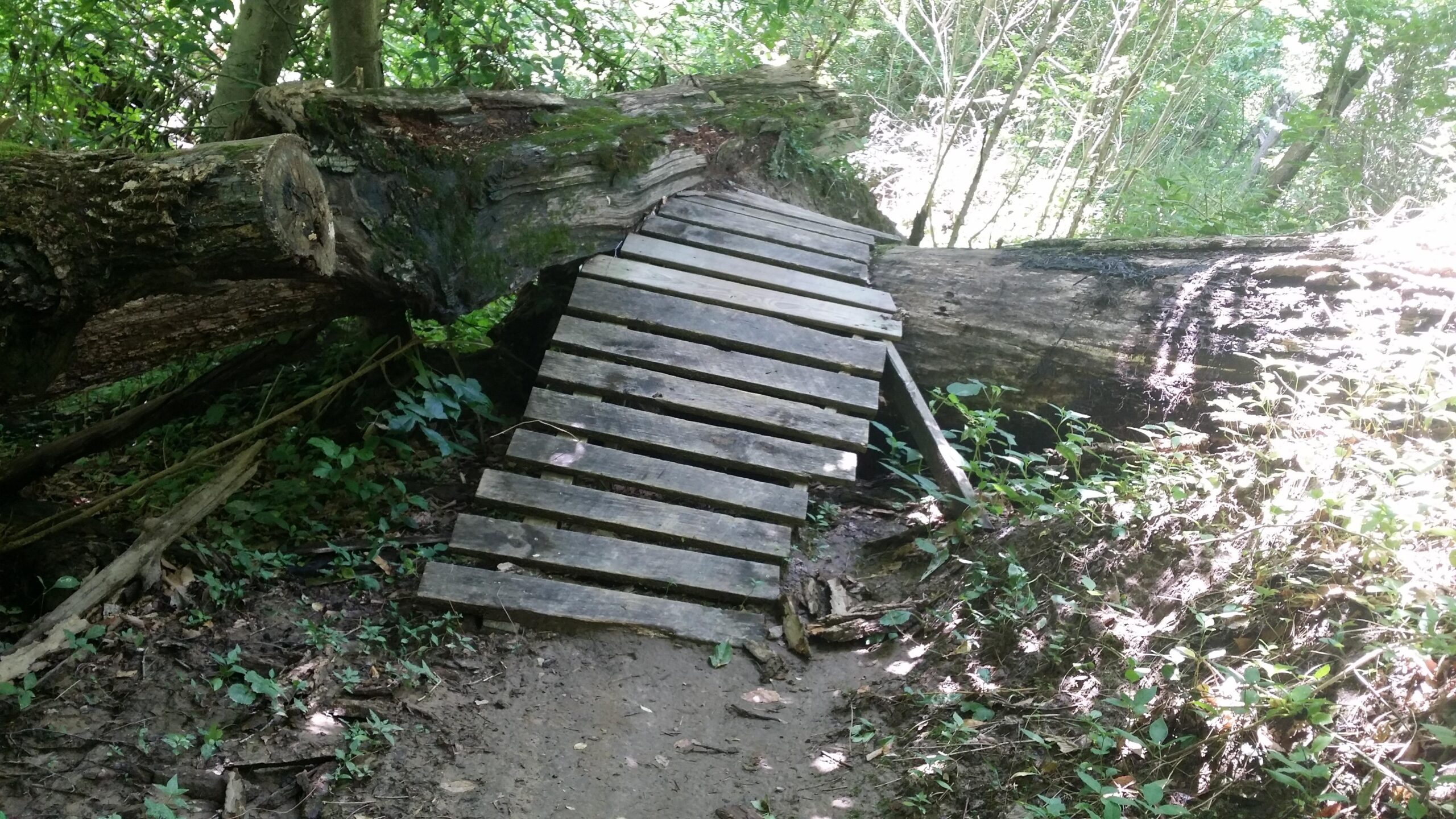 A wooden plank bridge spans a gap between two large fallen logs in a lush green forest. The path is partially overgrown with small plants and leaves, indicating a natural, unmaintained woodland area. Sunlight filters through the trees, creating dappled light on the ground. Capital View mountain bike trail.