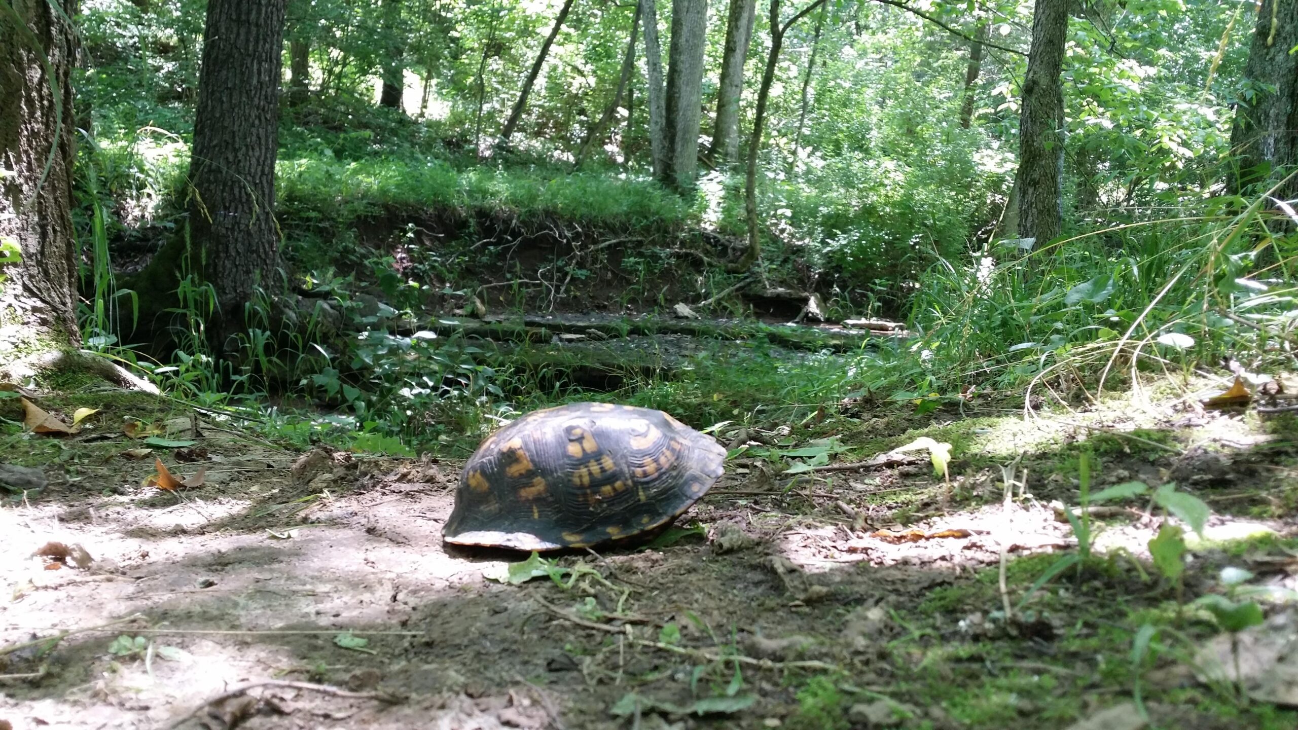 A close-up view of a turtle walking on a dirt path surrounded by greenery in a wooded area. Sunlight filters through the trees, illuminating the turtle’s shell, which has a distinctive pattern. Soft grass and leaves are visible along the path, creating a serene natural environment. Knucklehead mountain bike trail.