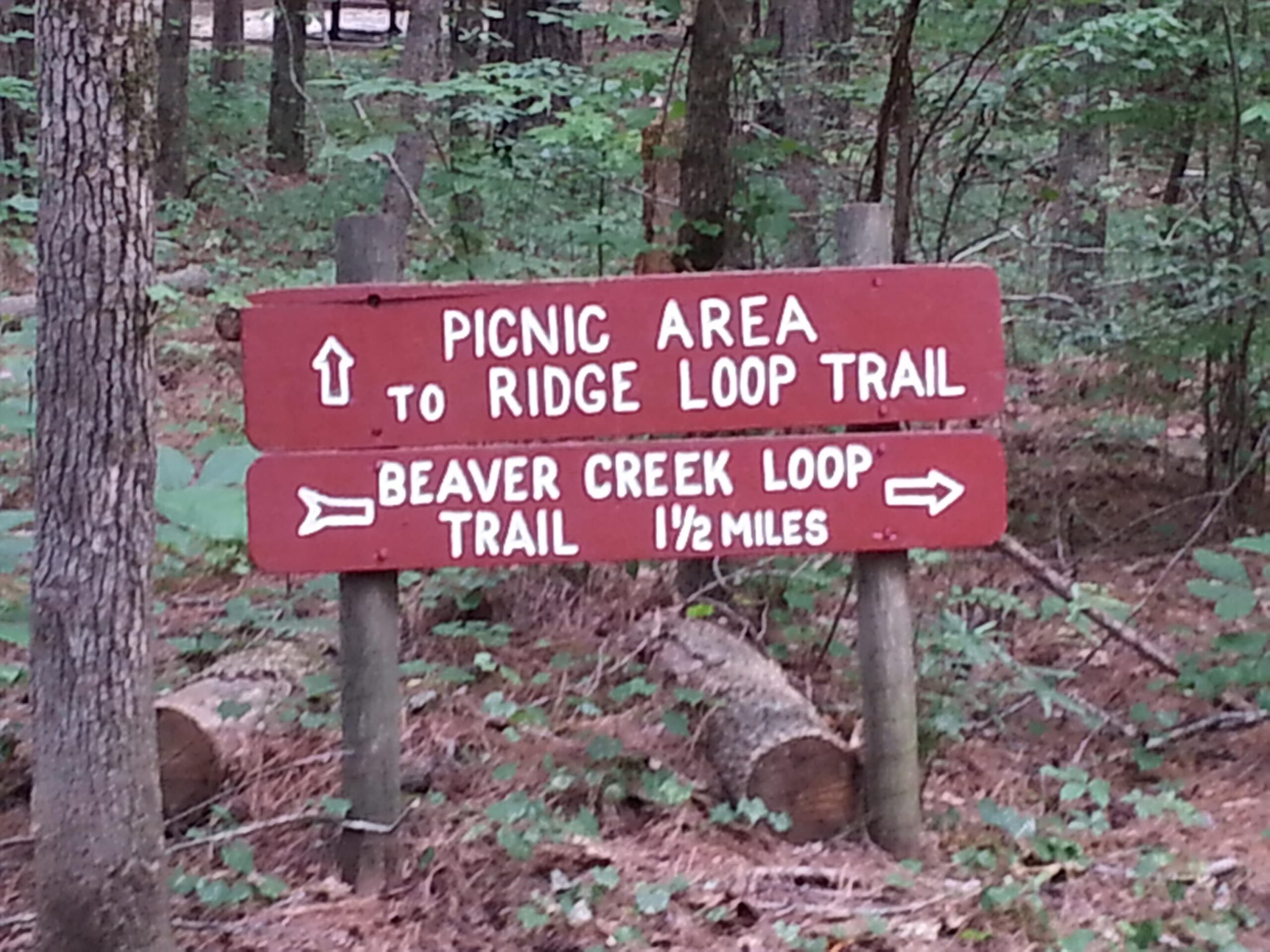 A wooden trail sign in a forest, indicating directions to a picnic area and the Ridge Loop Trail, with an arrow pointing upwards, and the Beaver Creek Loop Trail, which is 1½ miles away, with an arrow pointing to the right. Surrounding greenery includes trees and underbrush. Watson Mill Bridge State Park mountain bike trail.