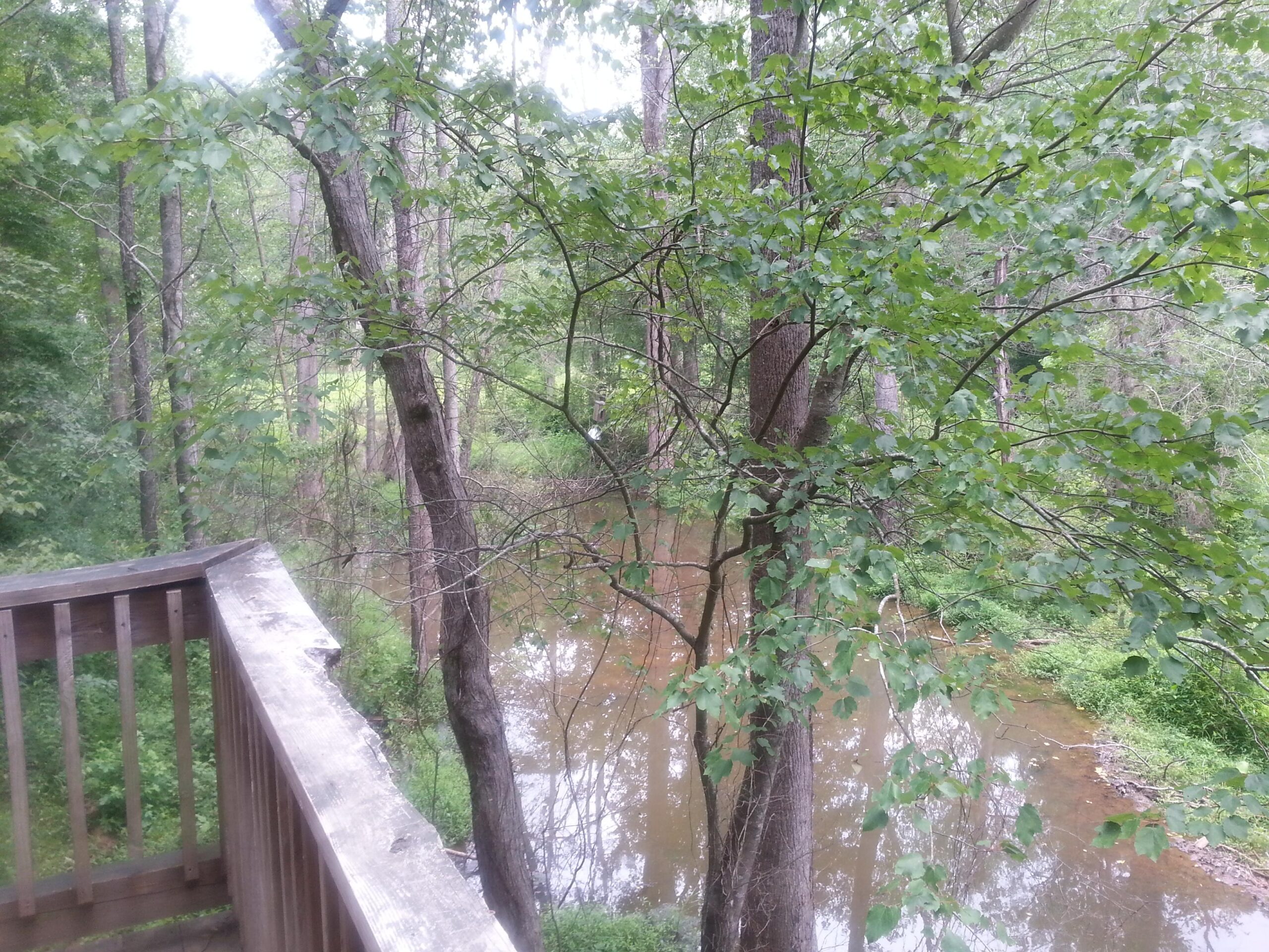 A view from a wooden railing overlooking a tranquil creek surrounded by greenery, with tall trees and lush foliage on both sides. The water is calm and reflects the natural scenery. Victoria Bryant State Park mountain bike trail.