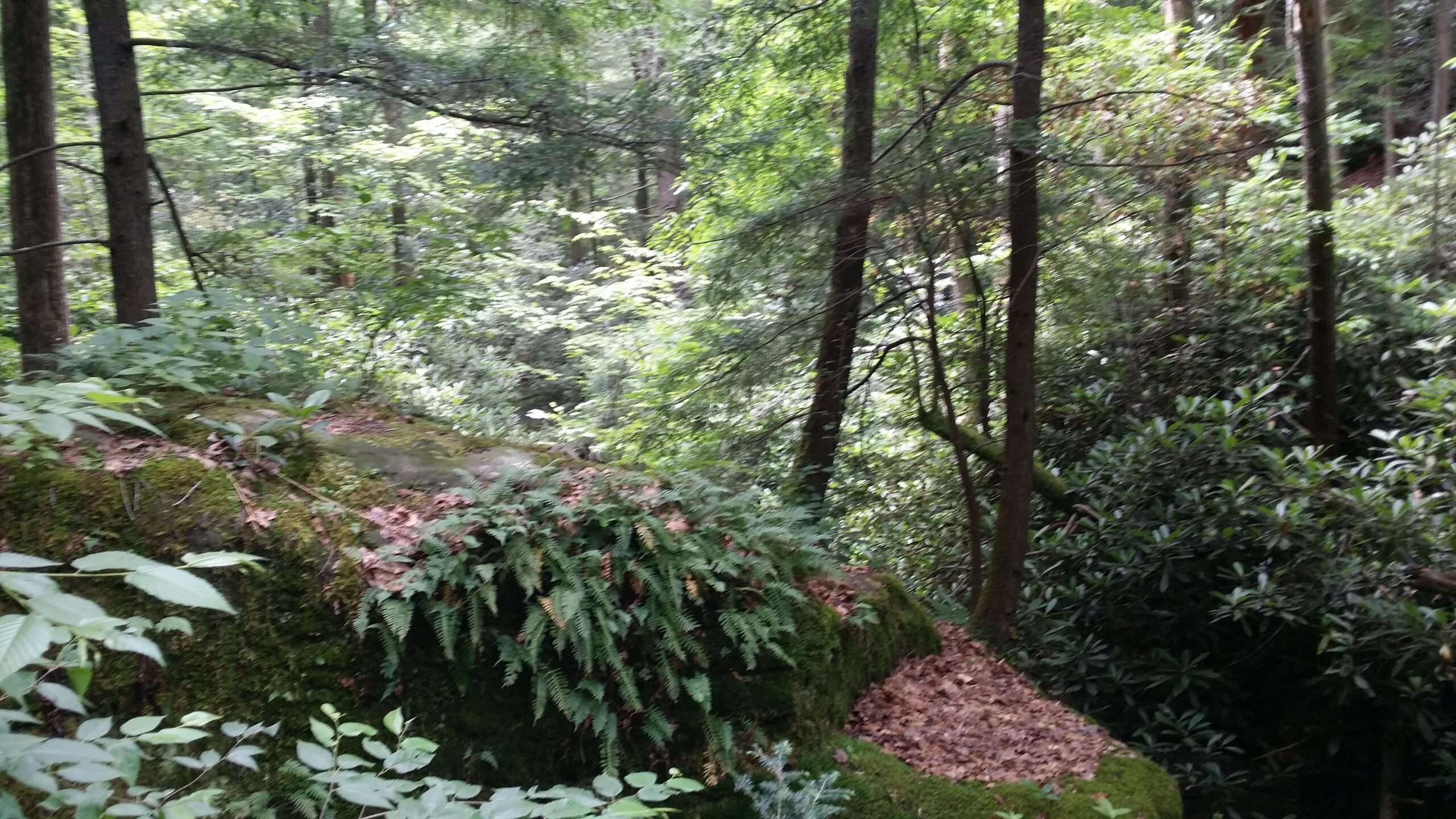 A lush forest scene with tall trees, dense greenery, and a moss-covered rock in the foreground. Ferns and scattered leaves enhance the natural setting, highlighting the tranquility of the woodland environment. Grand Gap mountain bike trail.