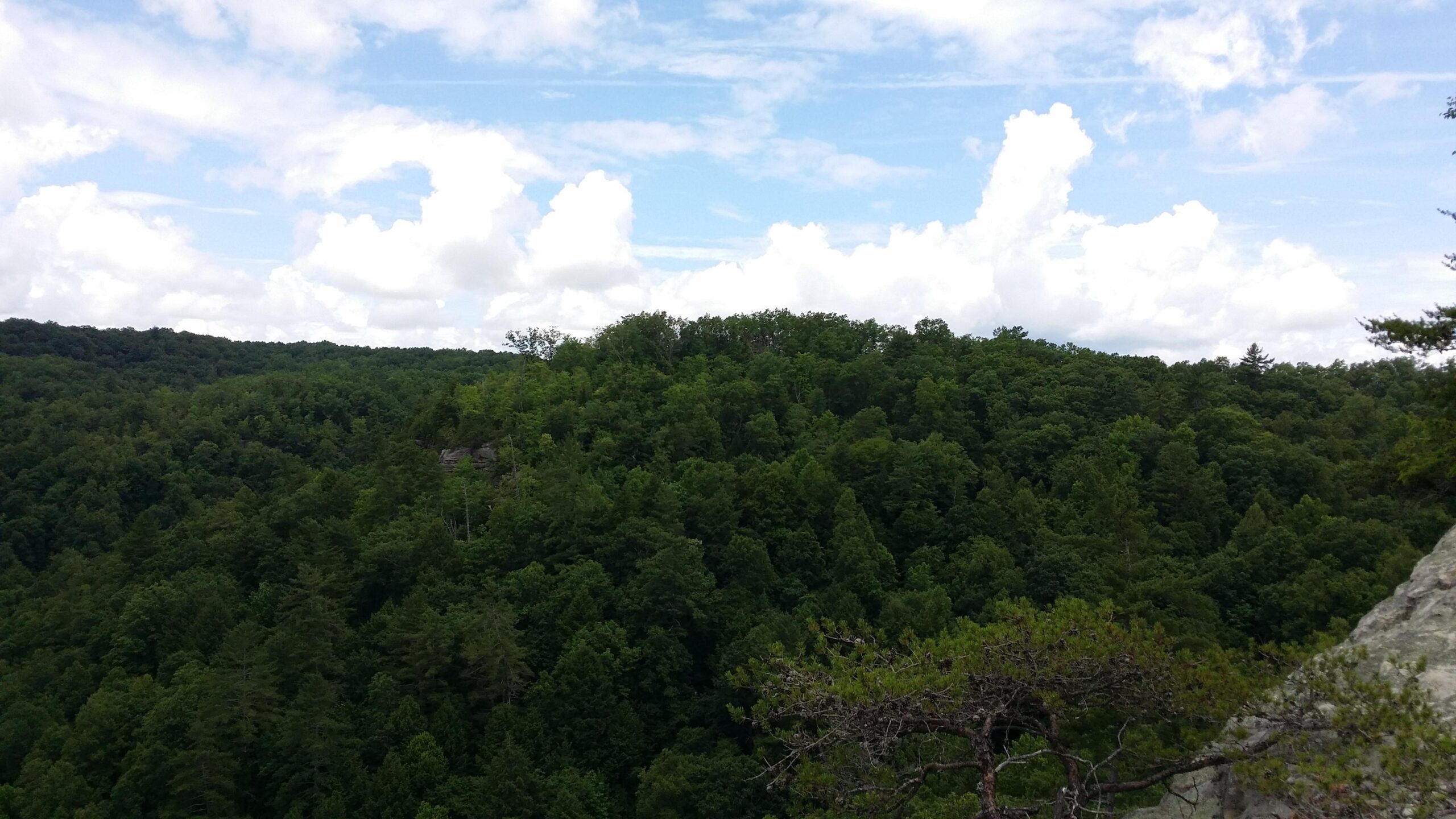 A panoramic view of lush green hills under a partly cloudy sky. The landscape features dense forest cover with a mix of tree types, creating a rich texture of greenery. In the foreground, a branch from a tree can be seen, adding depth to the scene. Grand Gap mountain bike trail.