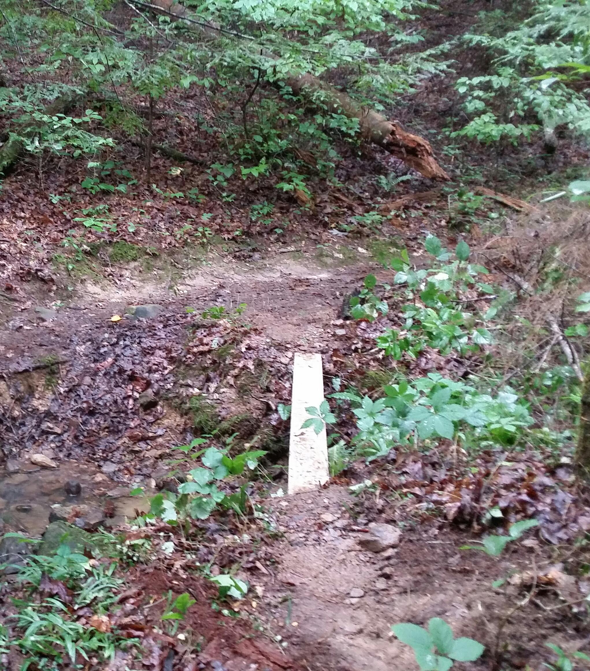 A narrow wooden bridge over a small stream, surrounded by lush greenery and fallen leaves in a forested area. Cane Creek (sheltowee Trace Trail) mountain bike trail.