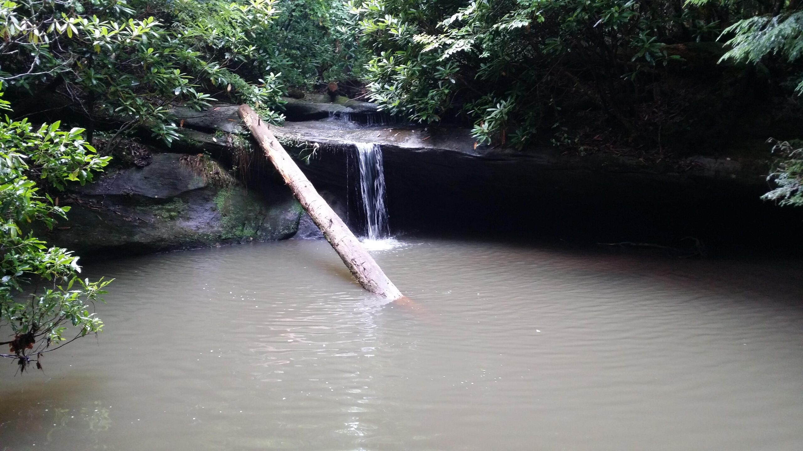 A serene forest scene featuring a small waterfall cascading over rocks into a calm, still body of water. A fallen tree trunk extends into the water, surrounded by lush green foliage. The surrounding environment is tranquil and nature-filled, showcasing the beauty of a secluded area. Cane Creek (sheltowee Trace Trail) mountain bike trail.