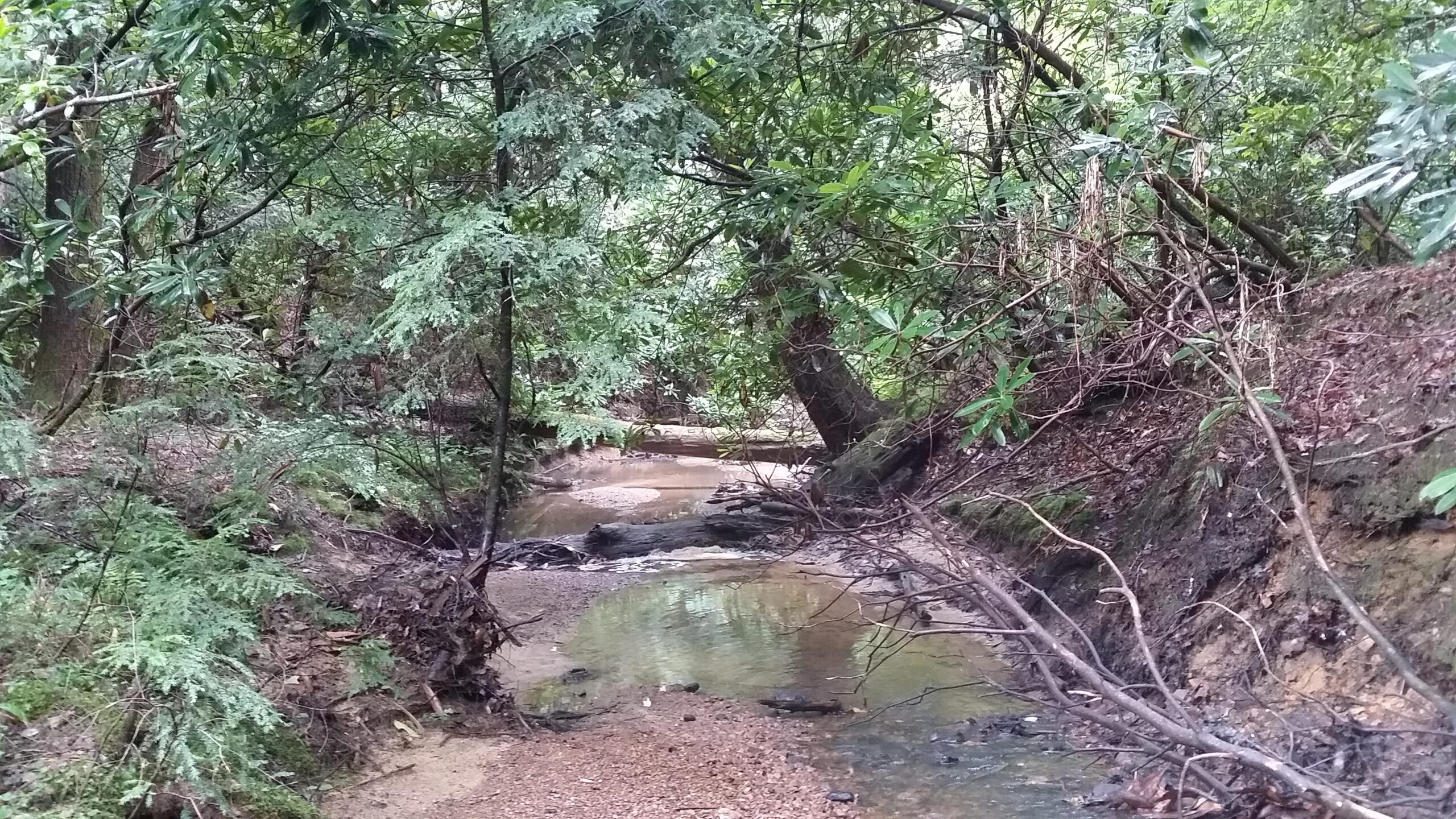 A serene view of a small, winding stream surrounded by lush greenery. The scene features dense foliage, including trees and bushes, creating a natural, shaded environment. The water reflects the surroundings, and scattered stones and branches line the streambed, giving a peaceful, secluded feel to the landscape. Cane Creek (sheltowee Trace Trail) mountain bike trail.