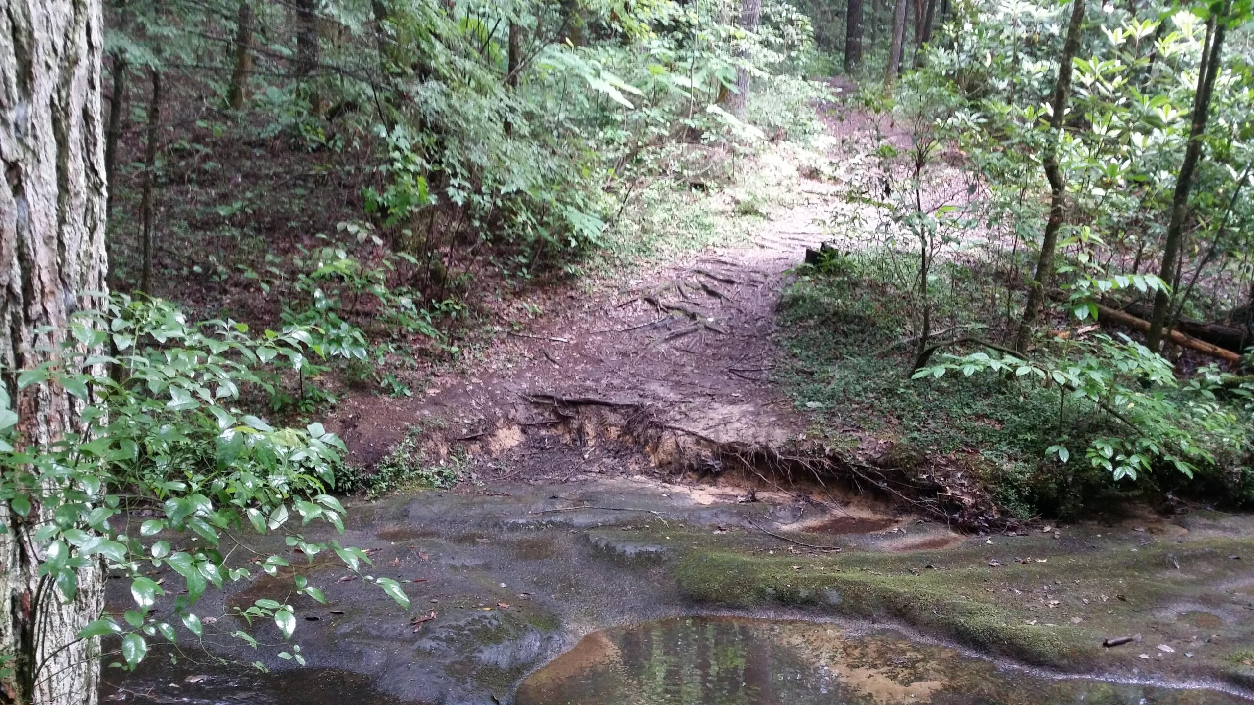 A serene forest scene displaying a winding dirt path leading through lush greenery. The path, partially obscured by tree roots, is flanked by dense foliage, including small bushes and trees. A shallow stream runs along the edge, reflecting the surrounding nature. Sunlight filters through the leaves, creating a tranquil atmosphere. Cane Creek (sheltowee Trace Trail) mountain bike trail.