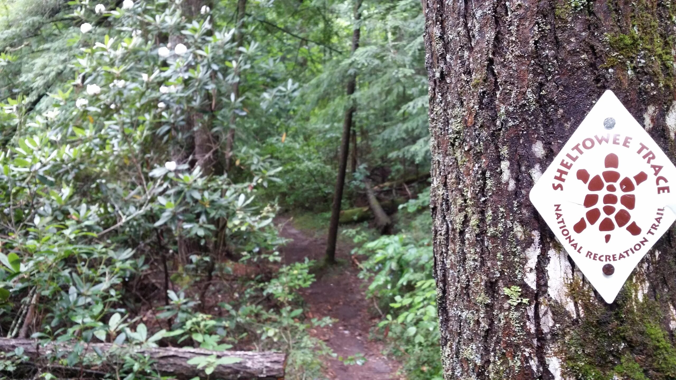 A close-up view of a tree trunk with a Sheltowee Trace National Recreation Trail sign attached, surrounded by lush green vegetation and a soft, dirt trail winding into the forest. Cane Creek (sheltowee Trace Trail) mountain bike trail.