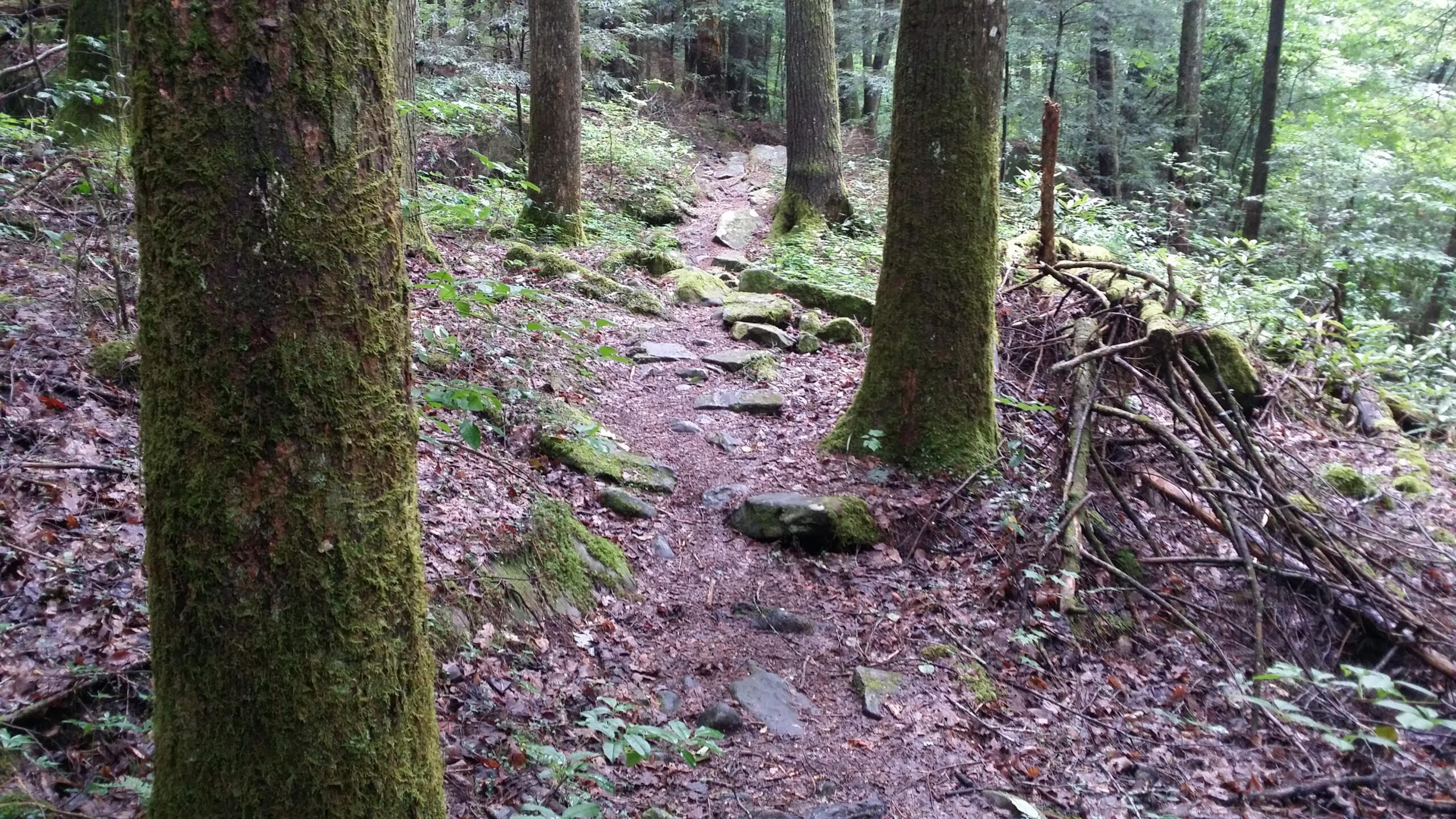 A winding dirt path through a lush forest, surrounded by tall trees covered in moss. The ground is lined with rocks and scattered leaves, while greenery fills the background, creating a serene natural atmosphere. Cane Creek (sheltowee Trace Trail) mountain bike trail.