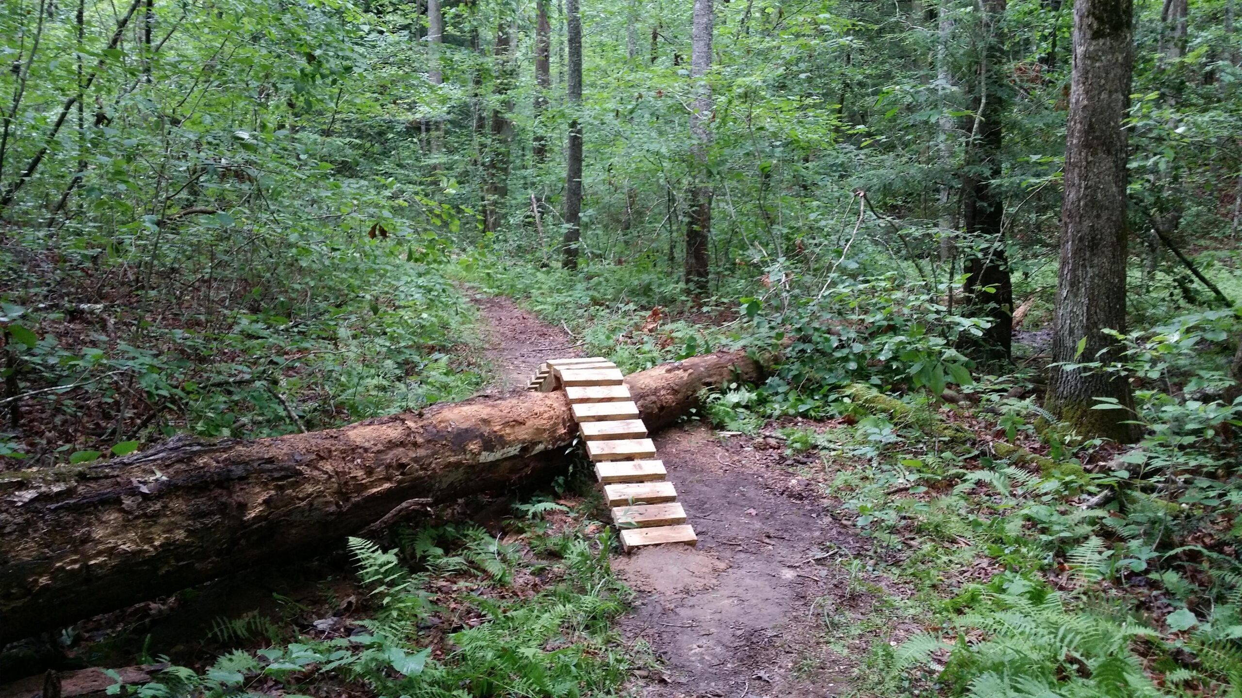 A dirt path through a lush forest with a wooden ramp built over a fallen log. Surrounding vegetation includes ferns and various green plants, with tall trees in the background. Cane Creek (sheltowee Trace Trail) mountain bike trail.