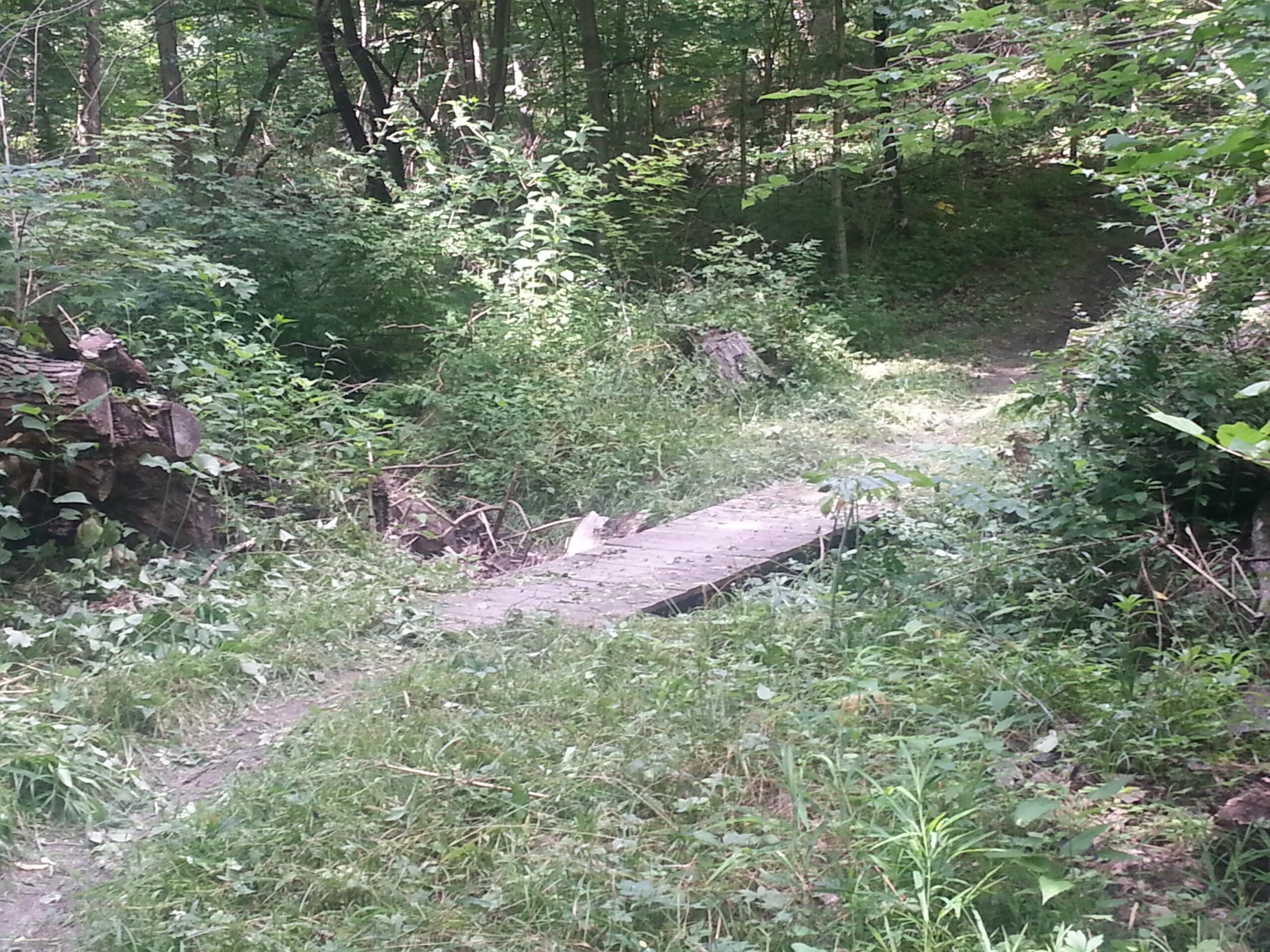 A narrow, grassy trail winding through a dense forest, with patches of sunlight filtering through the foliage. In the foreground, a wooden plank bridge crosses a small gap, and logs are partially visible on the left side, surrounded by thick greenery. The scene conveys a tranquil, natural environment. Camp Camfield mountain bike trail.