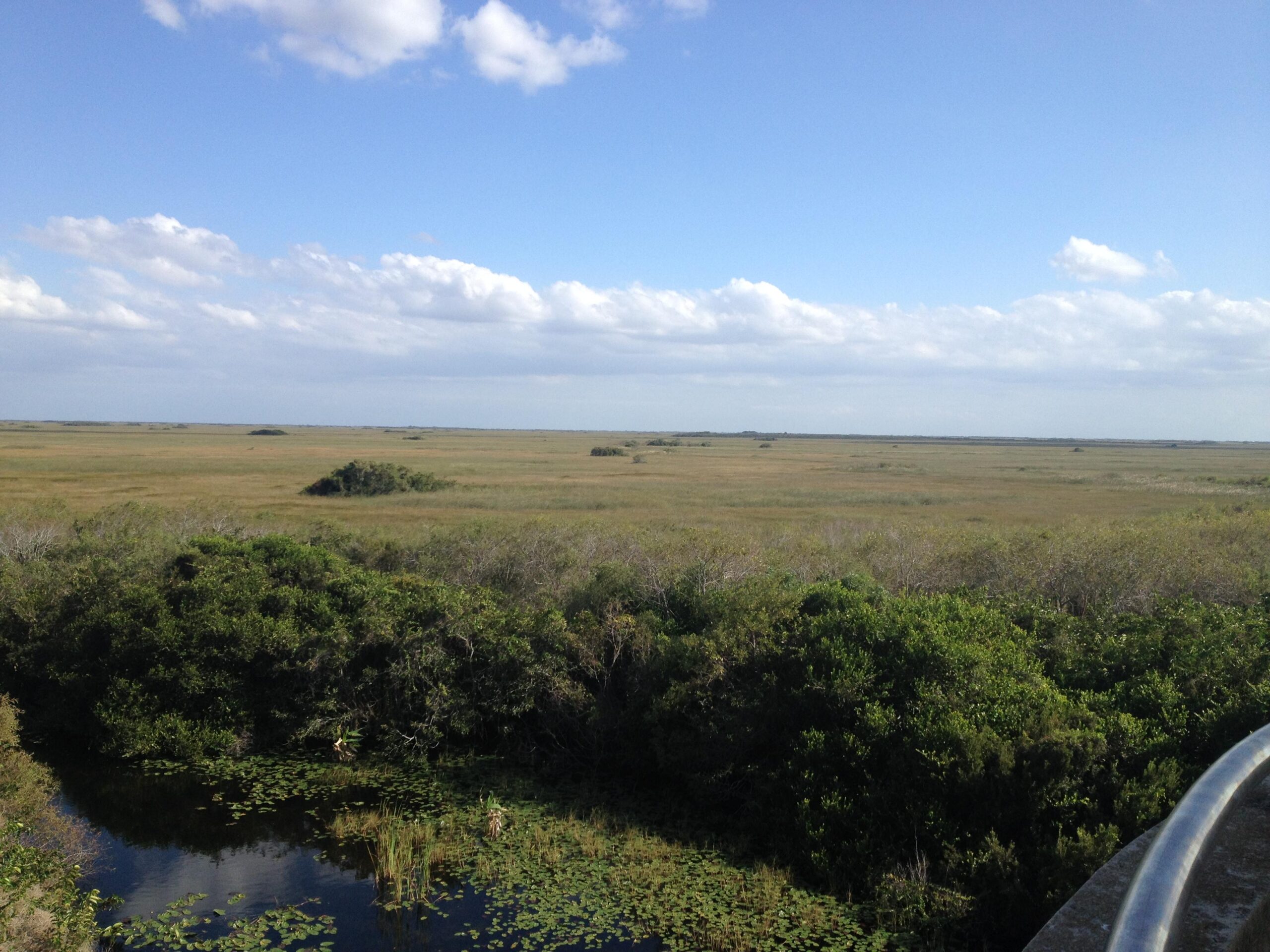A panoramic view of a wetlands landscape, showcasing vast stretches of tall grasses under a bright blue sky with scattered clouds. In the foreground, lush greenery and a small body of water filled with lily pads contrast with the expansive, open terrain in the distance. Shark Road Loop mountain bike trail.