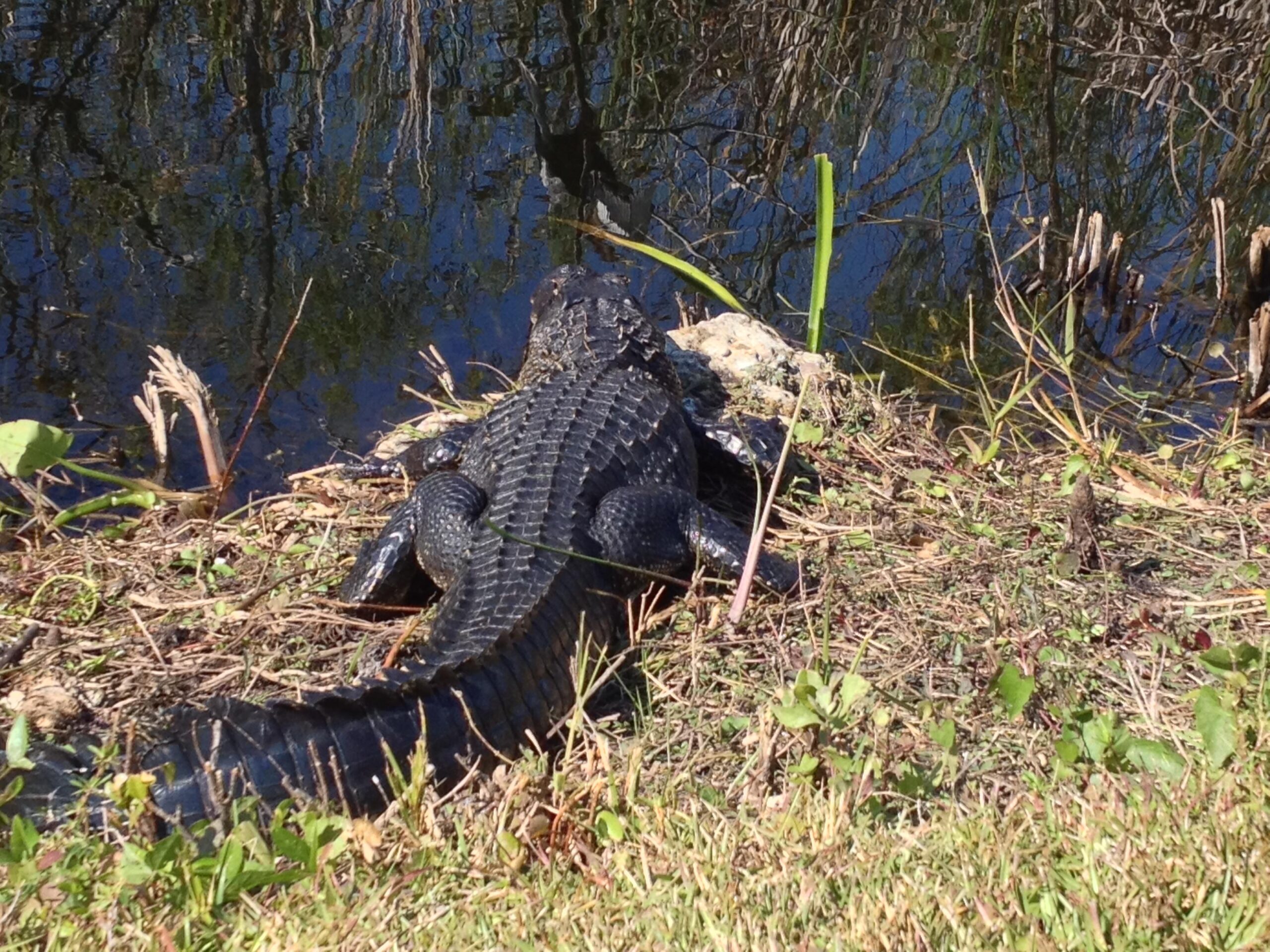 A large alligator resting on the shoreline beside a calm body of water, surrounded by grass and low vegetation. The water reflects the surrounding landscape. Shark Road Loop mountain bike trail.