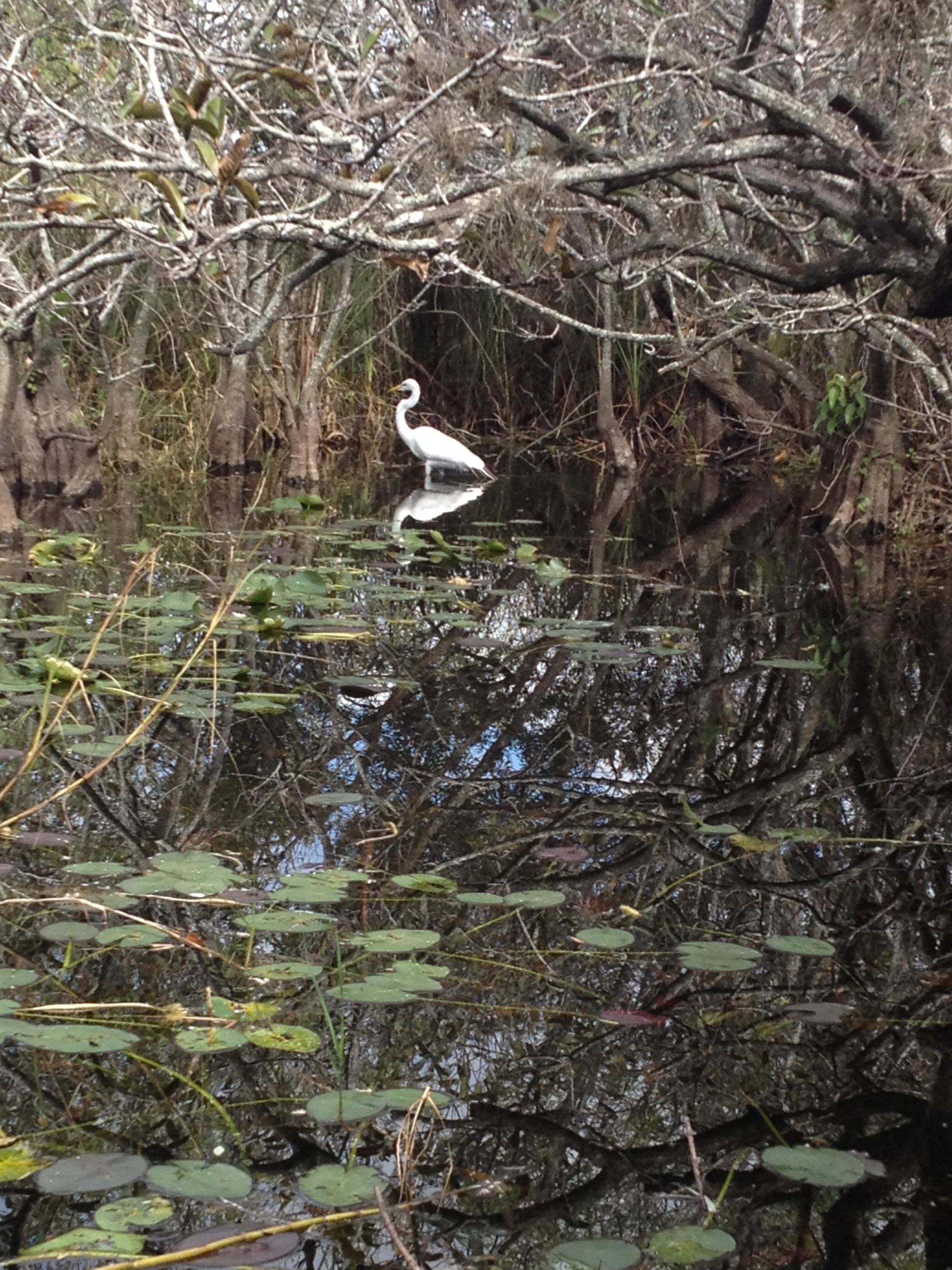 A white heron stands gracefully in calm waters, surrounded by partially submerged lily pads and reflecting the trees above. The scene captures a tranquil wetland environment, with bare branches and lush foliage framing the serene landscape. Shark Road Loop mountain bike trail.