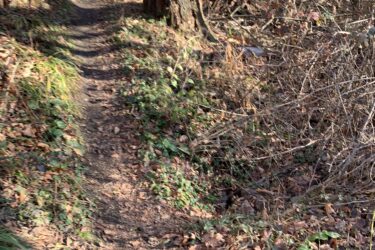A narrow dirt path winding through a wooded area, flanked by trees and patches of grass, with fallen leaves scattered on the ground and some underbrush visible on the sides. The Dump mountain bike trail.
