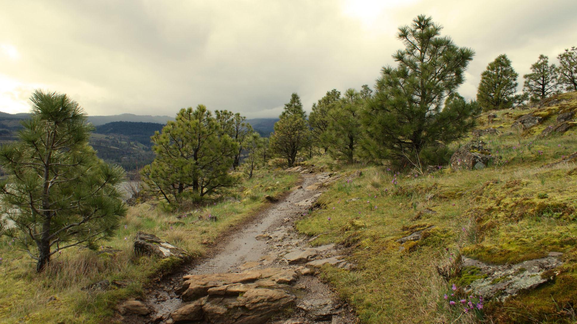 A winding dirt path surrounded by lush green grass and small purple wildflowers, lined with tall, slender pine trees. The scene is set against a backdrop of rolling hills and a cloudy sky, suggesting an overcast day in a serene natural environment. Syncline mountain bike trail.