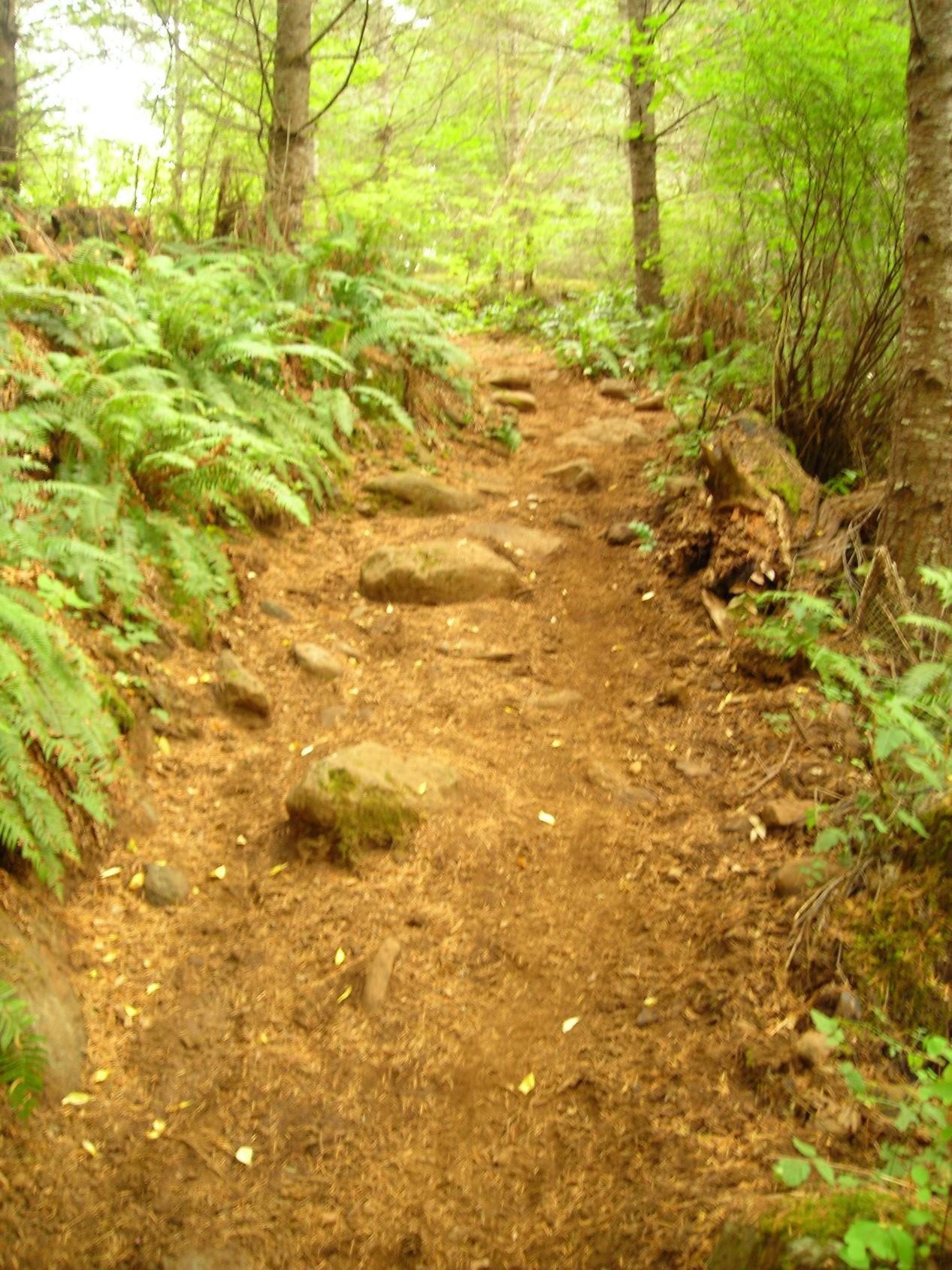 A dirt hiking trail winding through a lush forest, bordered by ferns and trees. The path features rocky sections and is surrounded by greenery, creating a serene nature setting. Molalla River Recreation Corridor mountain bike trail.