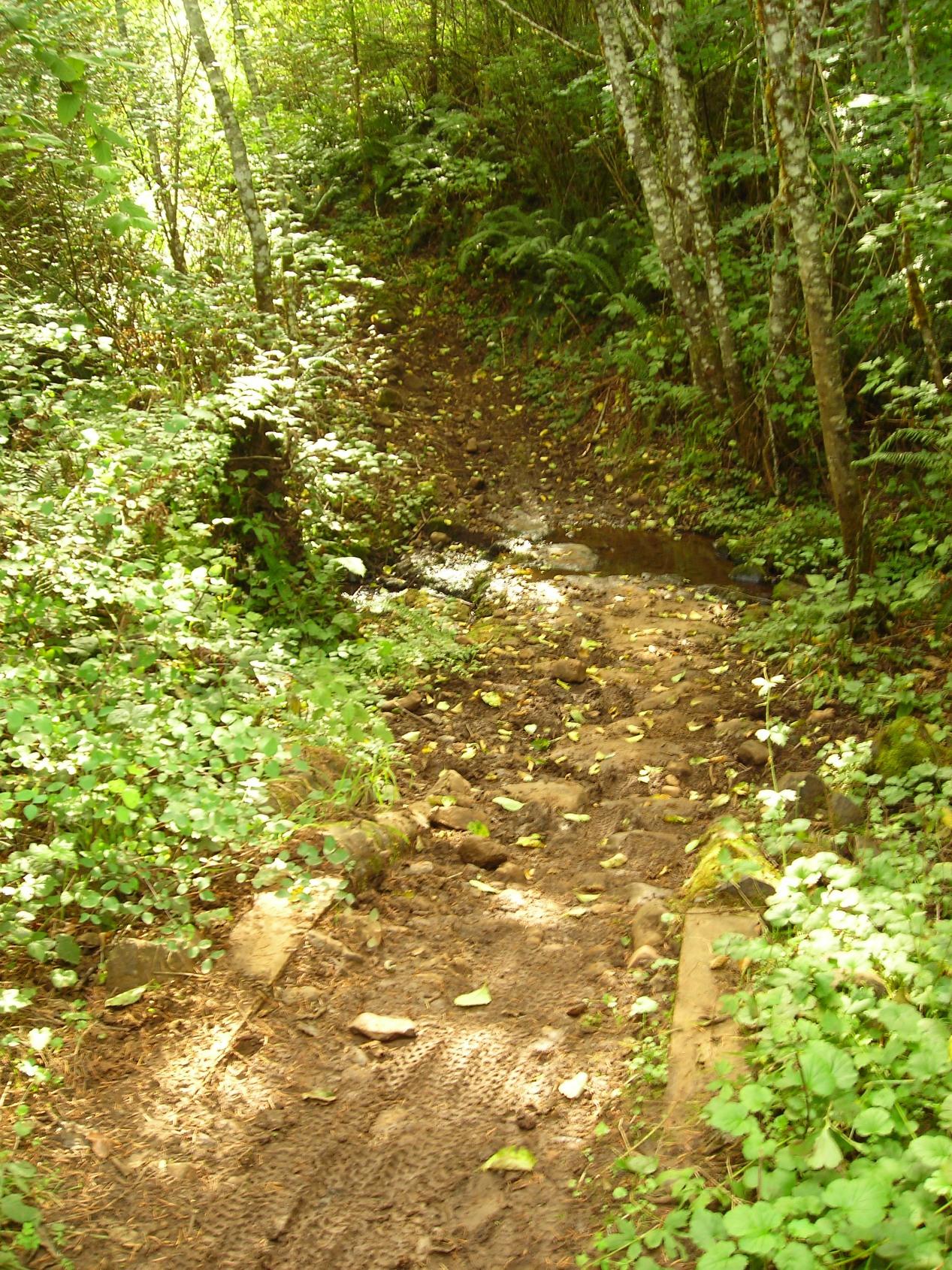 A narrow, muddy path winding through a lush forest, with green foliage on either side and a small stream visible on the right. Sunlight filters through the trees, creating dappled light on the ground, which is scattered with rocks and fallen leaves. Molalla River Recreation Corridor mountain bike trail.