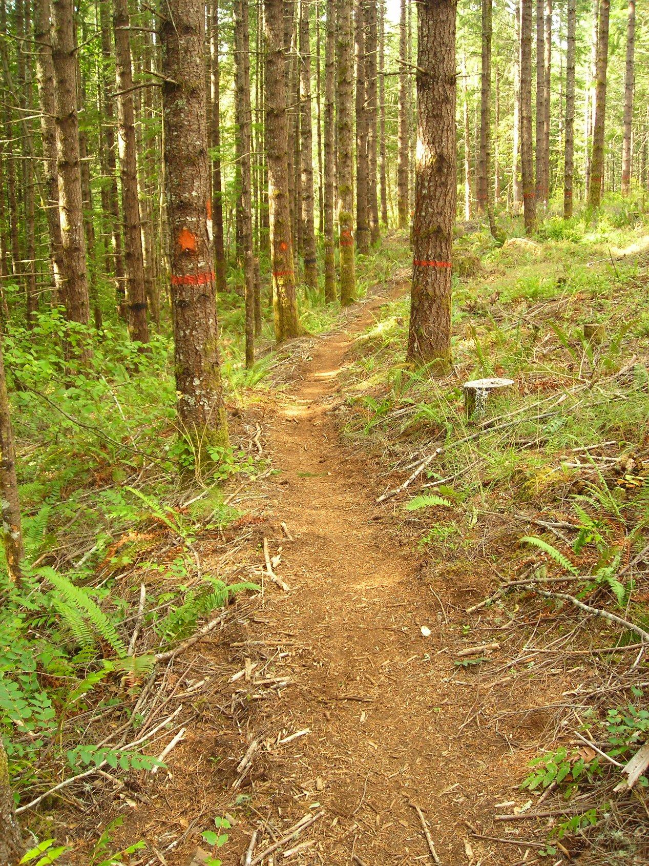 A winding dirt trail through a dense forest, with tall trees on either side. Some trees have orange and red markings, and the ground is covered with green ferns and scattered twigs. Sunlight filters through the leaves, illuminating the path ahead. Molalla River Recreation Corridor mountain bike trail.