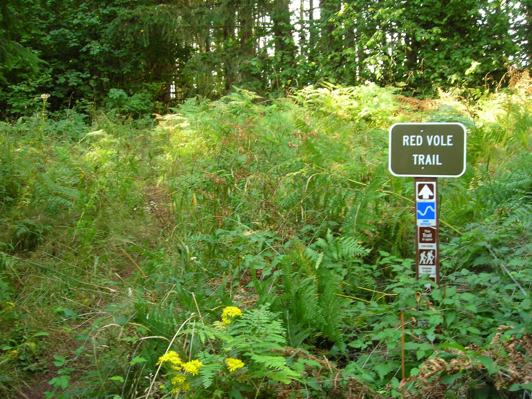 A wooden sign marking the entrance to the Red Vole Trail, surrounded by lush greenery and ferns. The trail appears narrow and winds through a dense forest area, with yellow wildflowers visible in the foreground. Molalla River Recreation Corridor mountain bike trail.