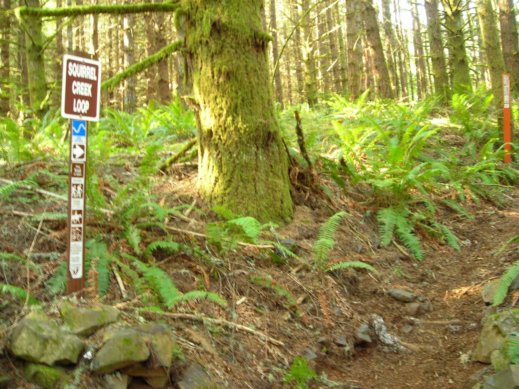 A hiking trail sign for "Squirrel Creek Loop" stands among tall trees and ferns in a lush forest. The sign includes various symbols for trail users, and the path leads into a green, natural environment. Molalla River Recreation Corridor mountain bike trail.