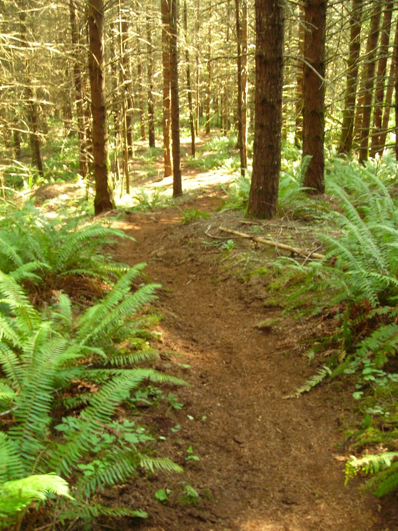 A peaceful forest scene featuring a narrow dirt path winding through tall trees and lush ferns. Sunlight filters through the branches, creating a warm, inviting atmosphere. The ground is covered with a mix of earth and pine needles, and the green ferns frame the path, enhancing the natural beauty of the setting. Molalla River Recreation Corridor mountain bike trail.