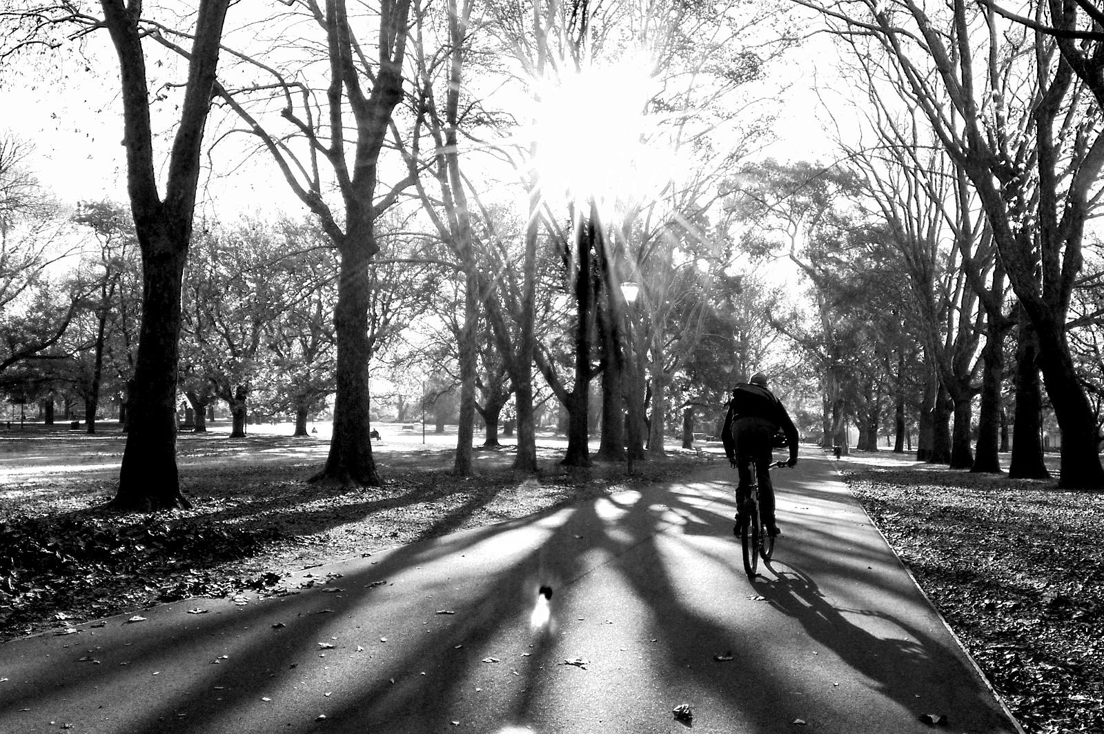 A black and white image of a cyclist riding down a tree-lined path, with the sun shining brightly in the background. Long shadows from the trees stretch across the path, creating a serene and tranquil atmosphere. Leaves are scattered on the ground, and a few people can be seen in the distance enjoying the park. Yarra Trails mountain bike trail.