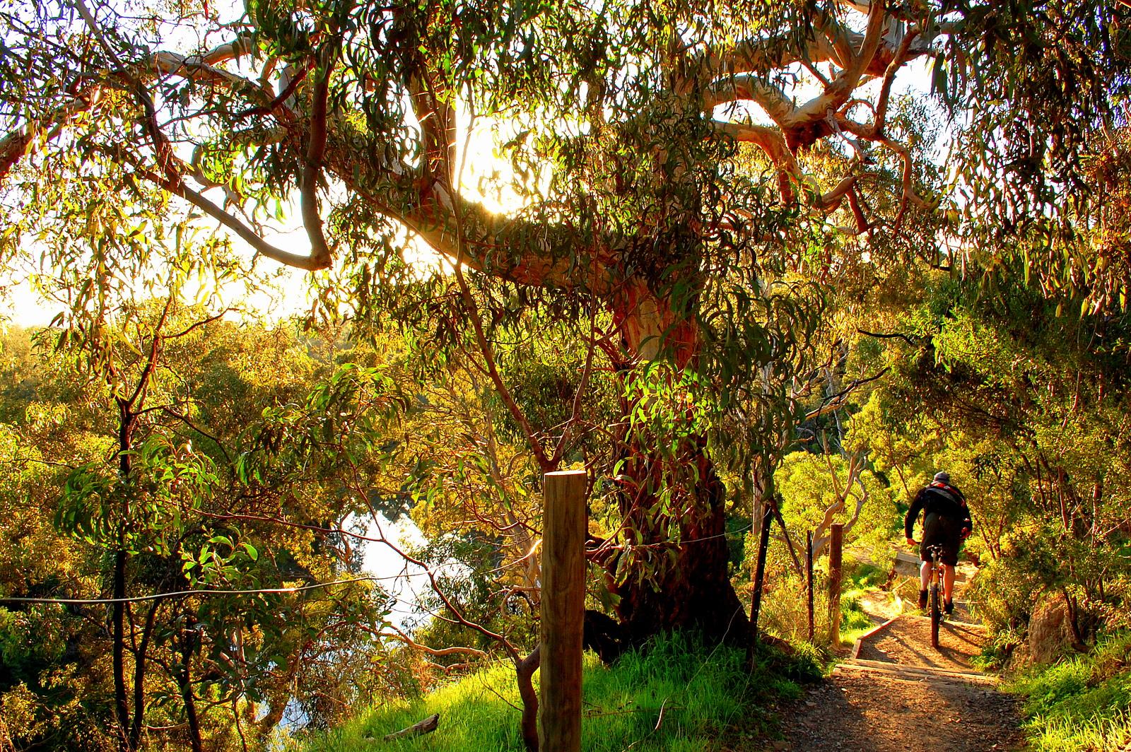 A cyclist biking along a dirt path surrounded by lush greenery and tall trees, with sunlight filtering through the leaves, creating a warm and inviting atmosphere. Yarra Trails mountain bike trail.