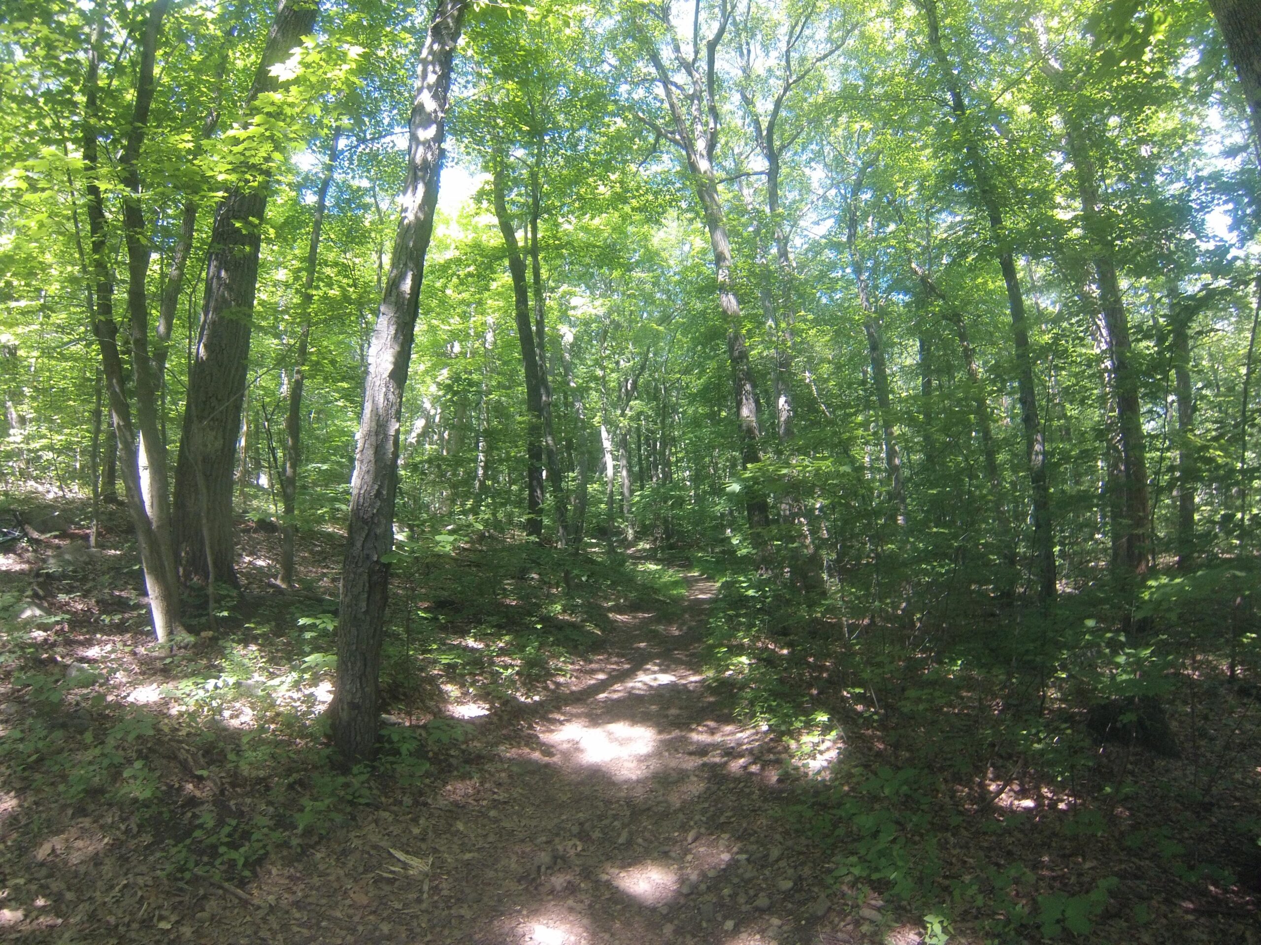 A sunlit forest path winding through lush green trees and underbrush, with dappled light filtering through the leaves overhead. Allamuchy State Park-North mountain bike trail.