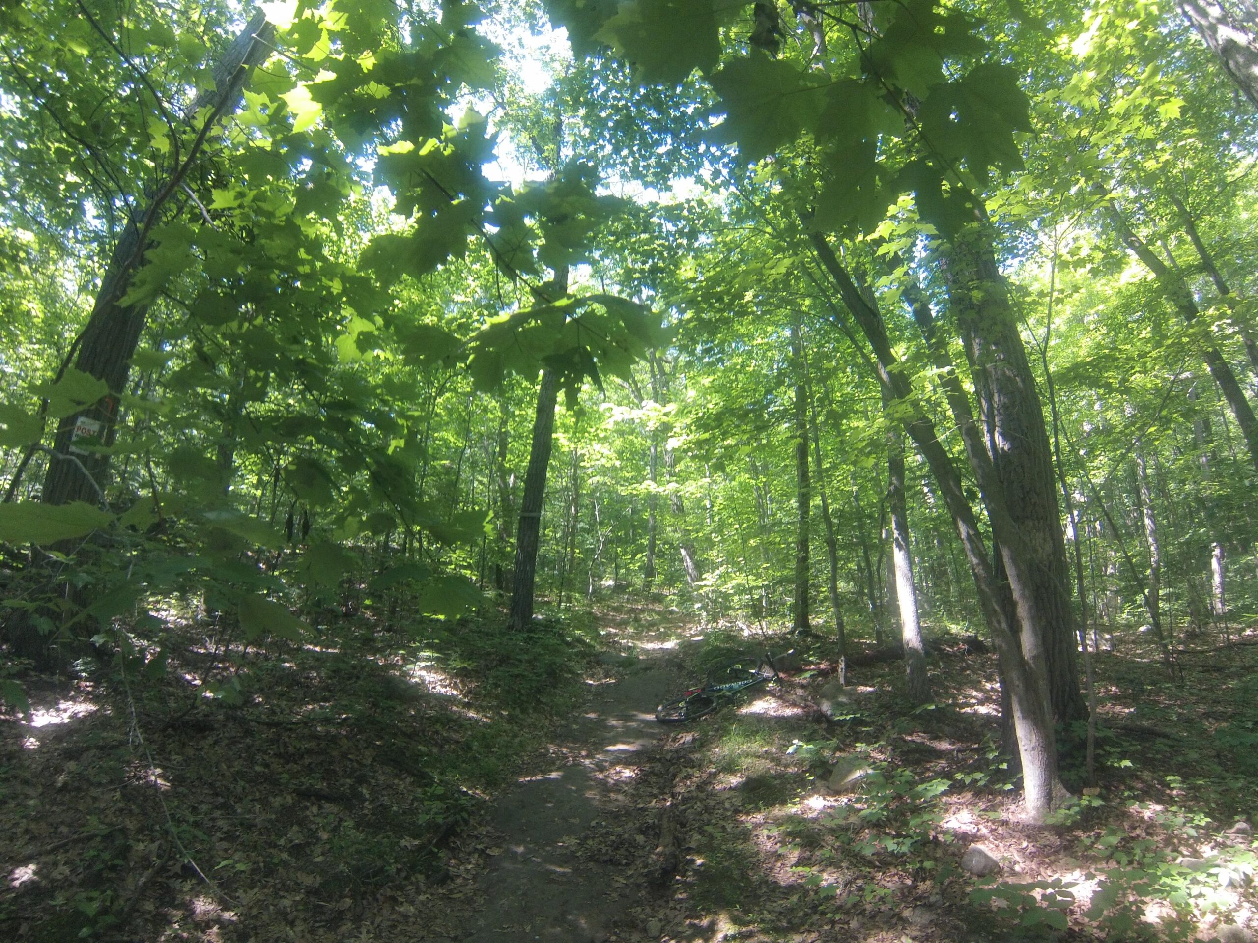 A peaceful forest scene featuring a narrow dirt path winding through lush greenery with sunlight filtering through the leaves. Tall trees with broad, vibrant green leaves surround the path, while the forest floor is covered with leaves and small plants. Allamuchy State Park-North mountain bike trail.