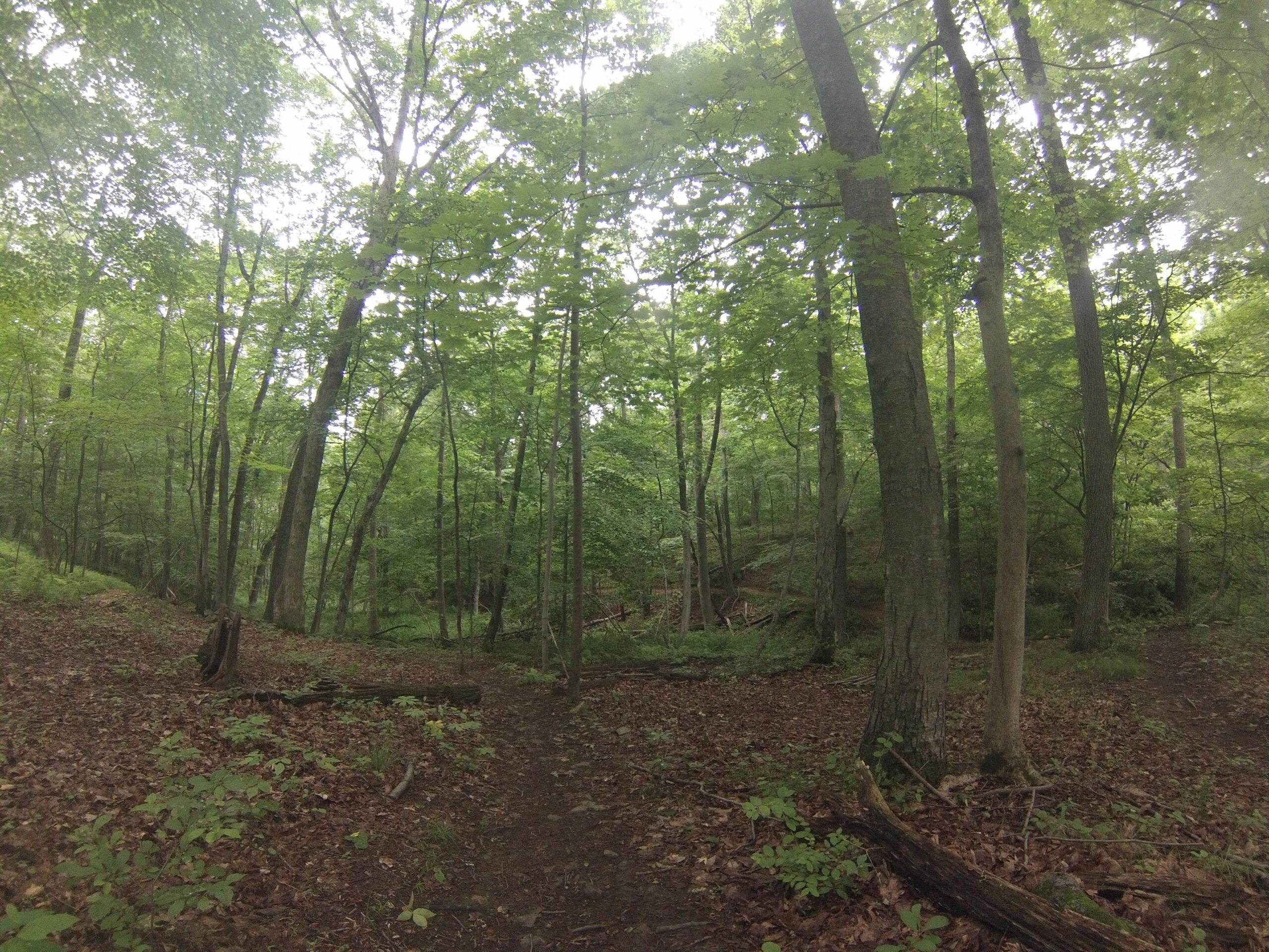 A tranquil forest scene featuring tall trees and lush greenery, with a dirt path diverging into two directions. The ground is covered with fallen leaves and underbrush, creating a serene and natural atmosphere. Soft, diffused light filters through the dense canopy above. Nassau Trails mountain bike trail.