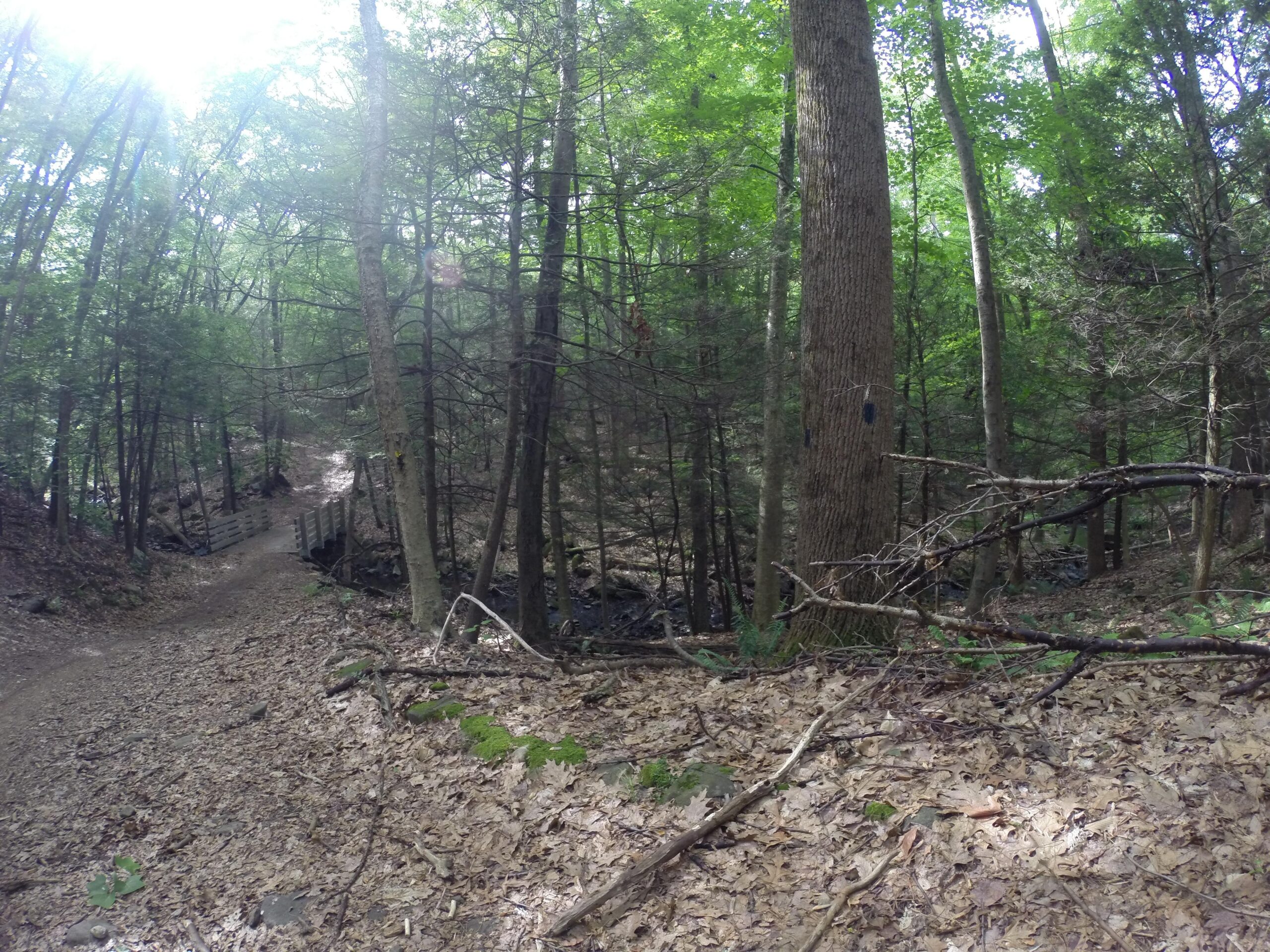 A winding dirt path leading through a dense forest, with tall trees and a bridge in the background. Sunlight filters through the leaves, illuminating the ground covered in fallen leaves and small rocks. Blue Mountain Reservation mountain bike trail.