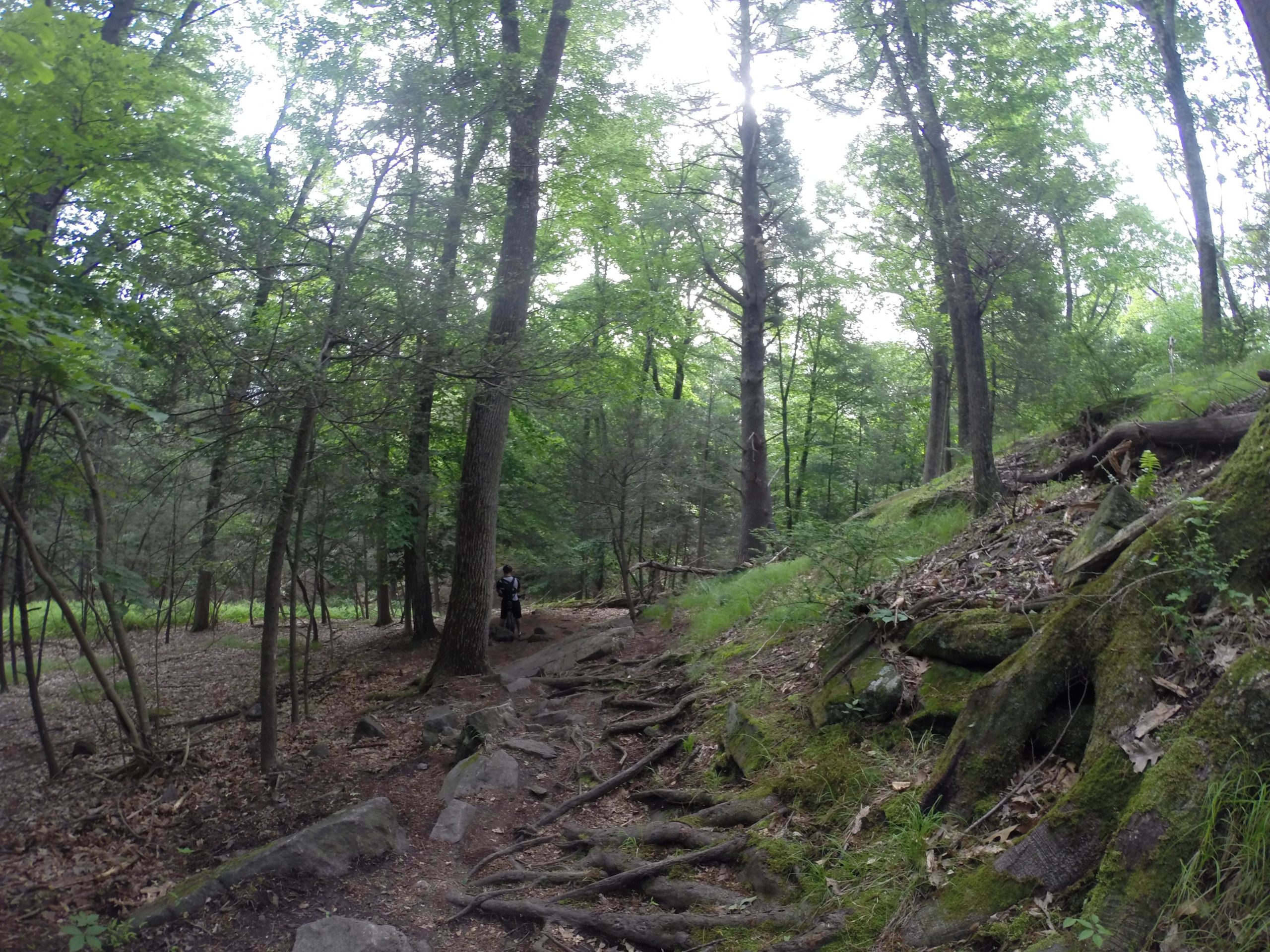 A winding forest trail covered with rocks and tree roots, flanked by tall, green trees and lush undergrowth. A person is seen in the distance, standing along the path. Soft, diffused light filters through the canopy, creating a serene and natural atmosphere. Blue Mountain Reservation mountain bike trail.
