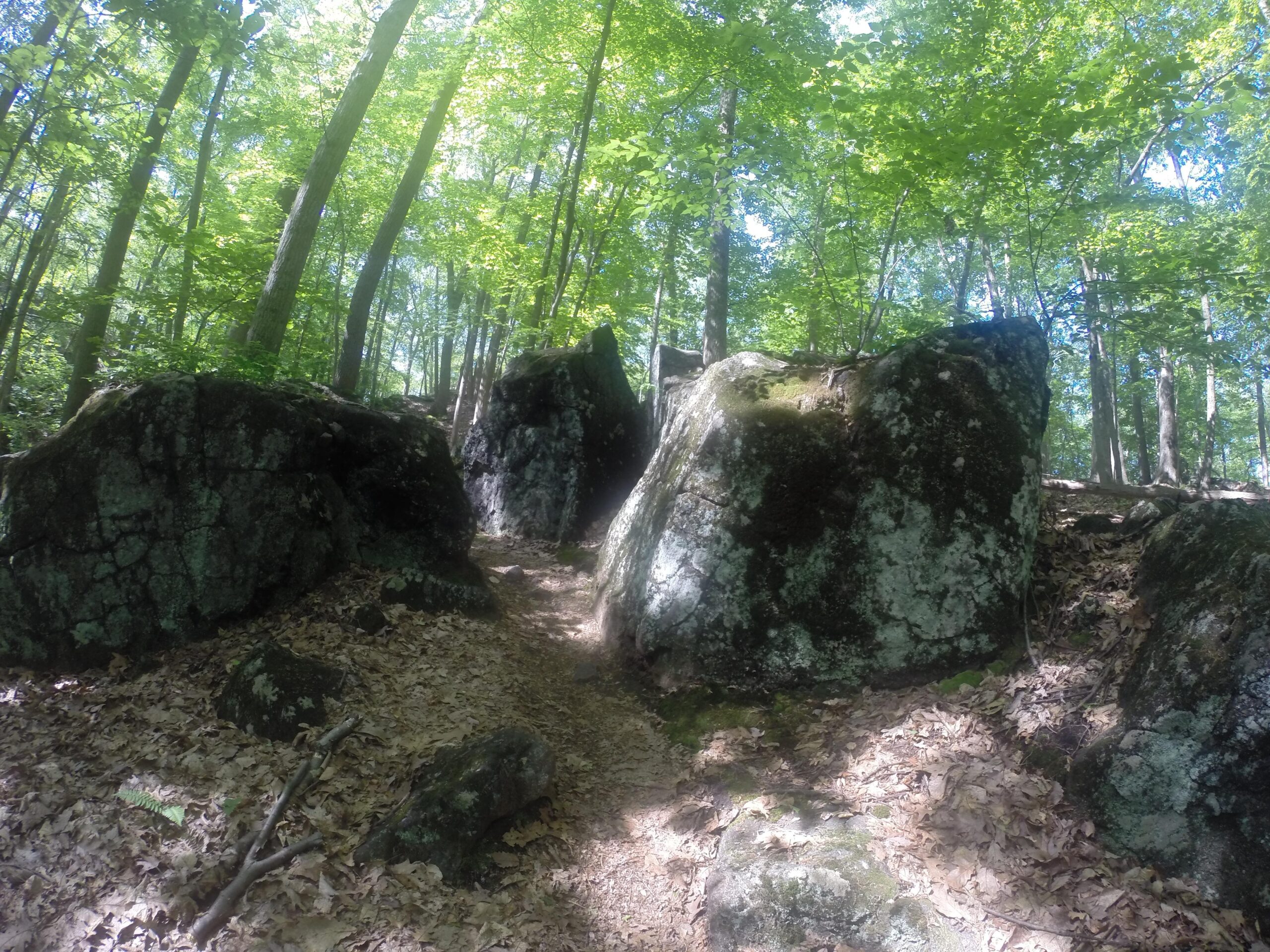 A wooded trail lined with large moss-covered rocks, surrounded by tall green trees and scattered brown leaves on the ground, creating a serene natural environment. Blue Mountain Reservation mountain bike trail.