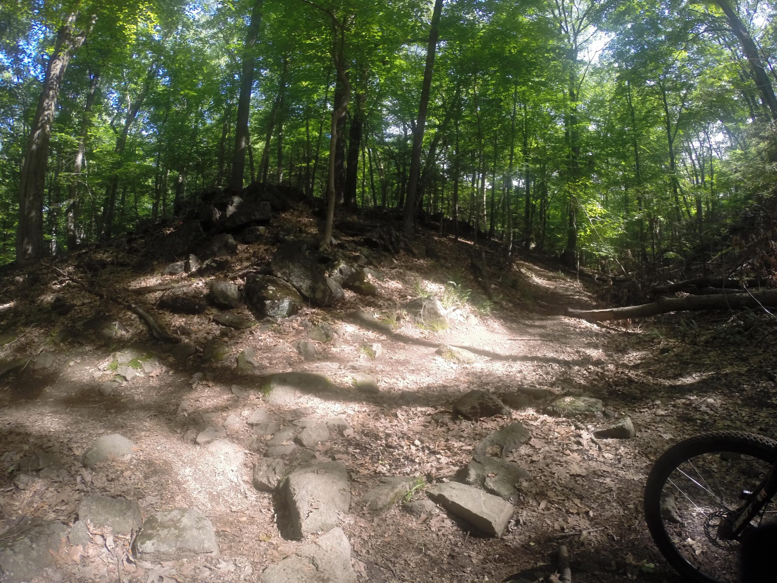 A wooded trail in a forested area, featuring rocky terrain and a scattered layer of leaves on the ground. Tall trees with lush green foliage are visible, and sunlight filters through the branches, casting dappled shadows on the path. A portion of a bicycle wheel is seen in the lower right corner. Blue Mountain Reservation mountain bike trail.