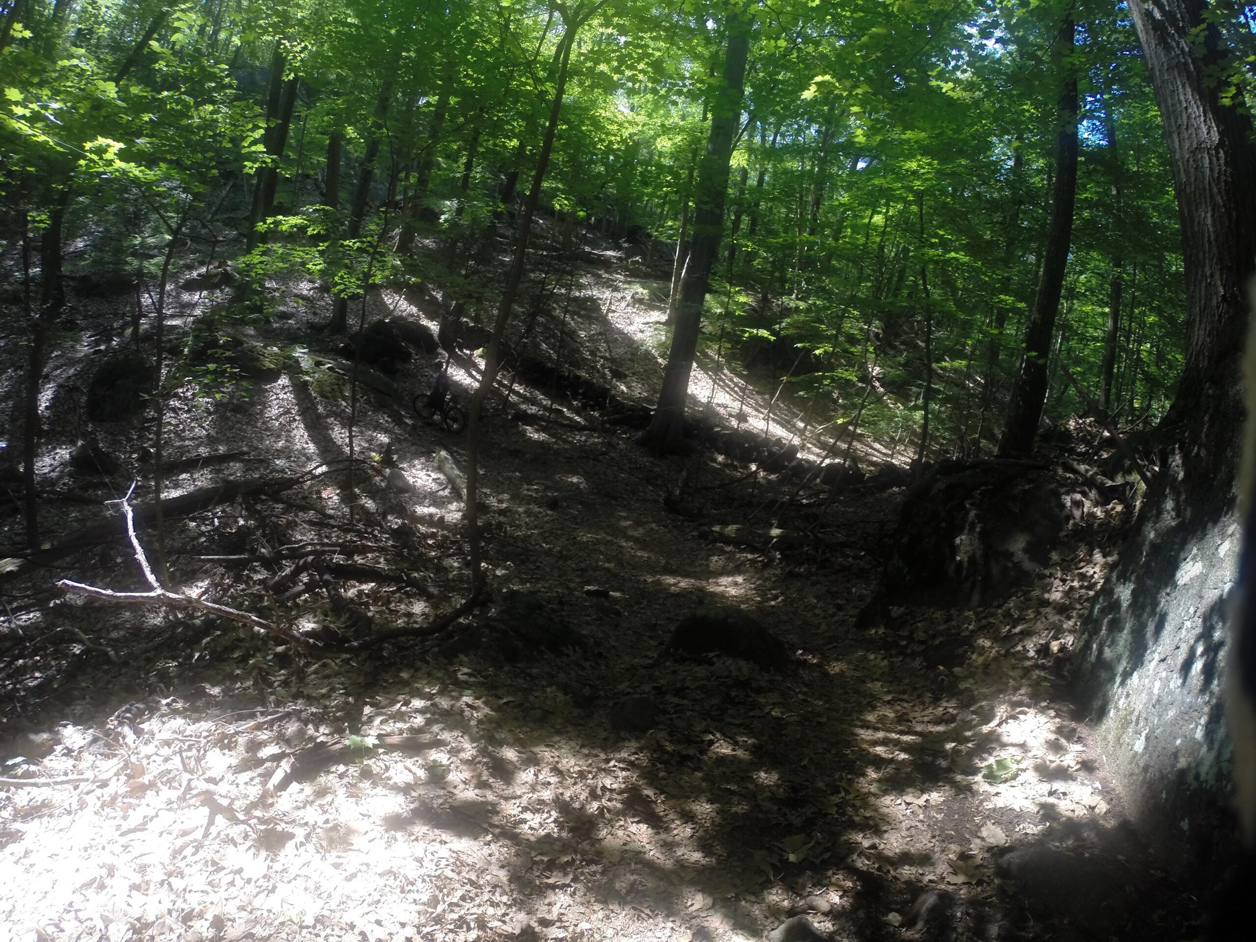 A forest path winding through a lush, green woodland area, with sunlight filtering through the leaves. The ground is covered in fallen leaves and scattered rocks, creating a natural and tranquil atmosphere. Blue Mountain Reservation mountain bike trail.