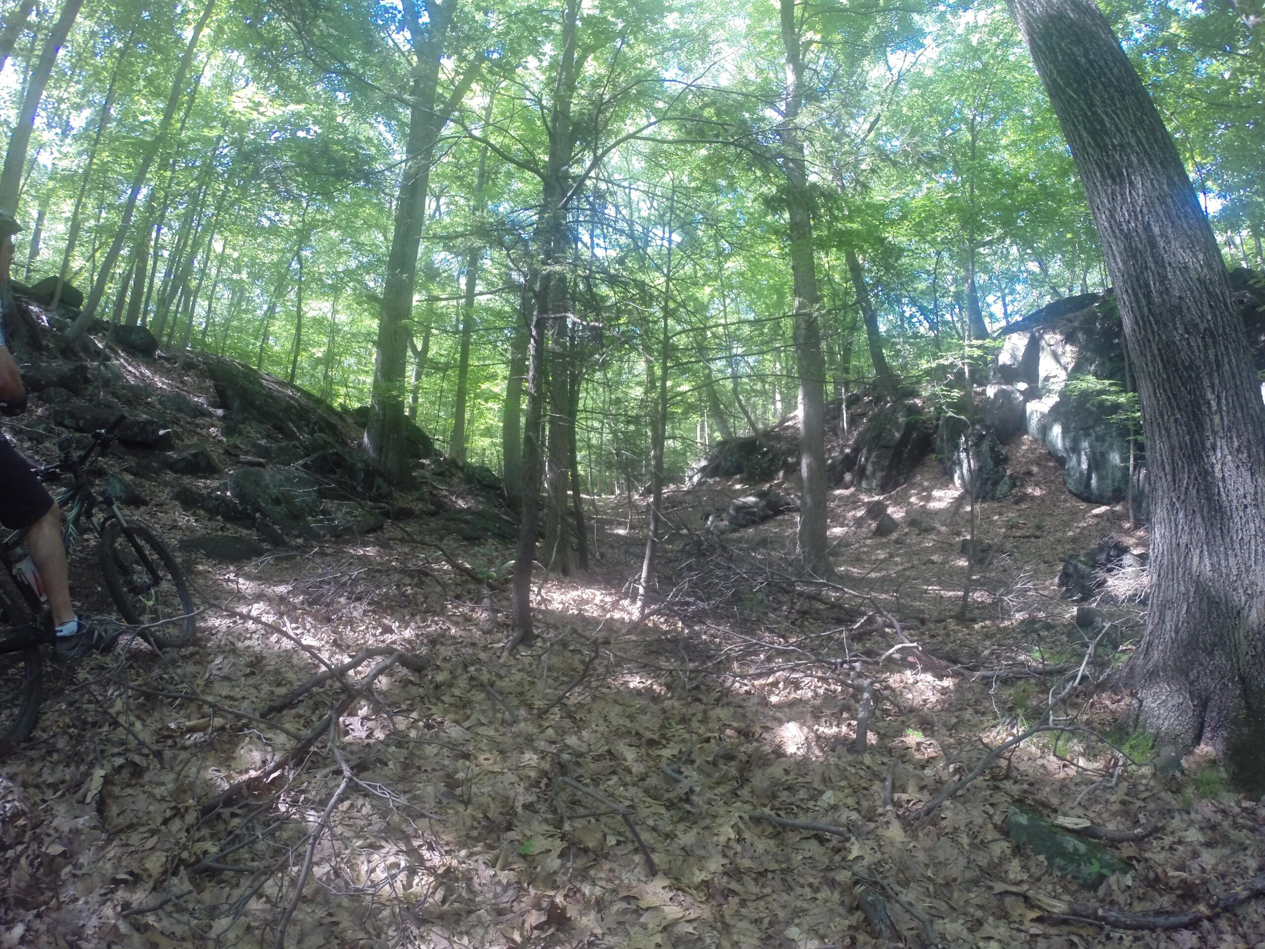 A serene forest scene featuring tall green trees with sunlight filtering through the leaves. In the foreground, there is a mountain bike leaned against a rock formation on the left, surrounded by fallen leaves and twigs on the forest floor. The landscape is rocky and natural, showcasing a winding path through the woods. Blue Mountain Reservation mountain bike trail.