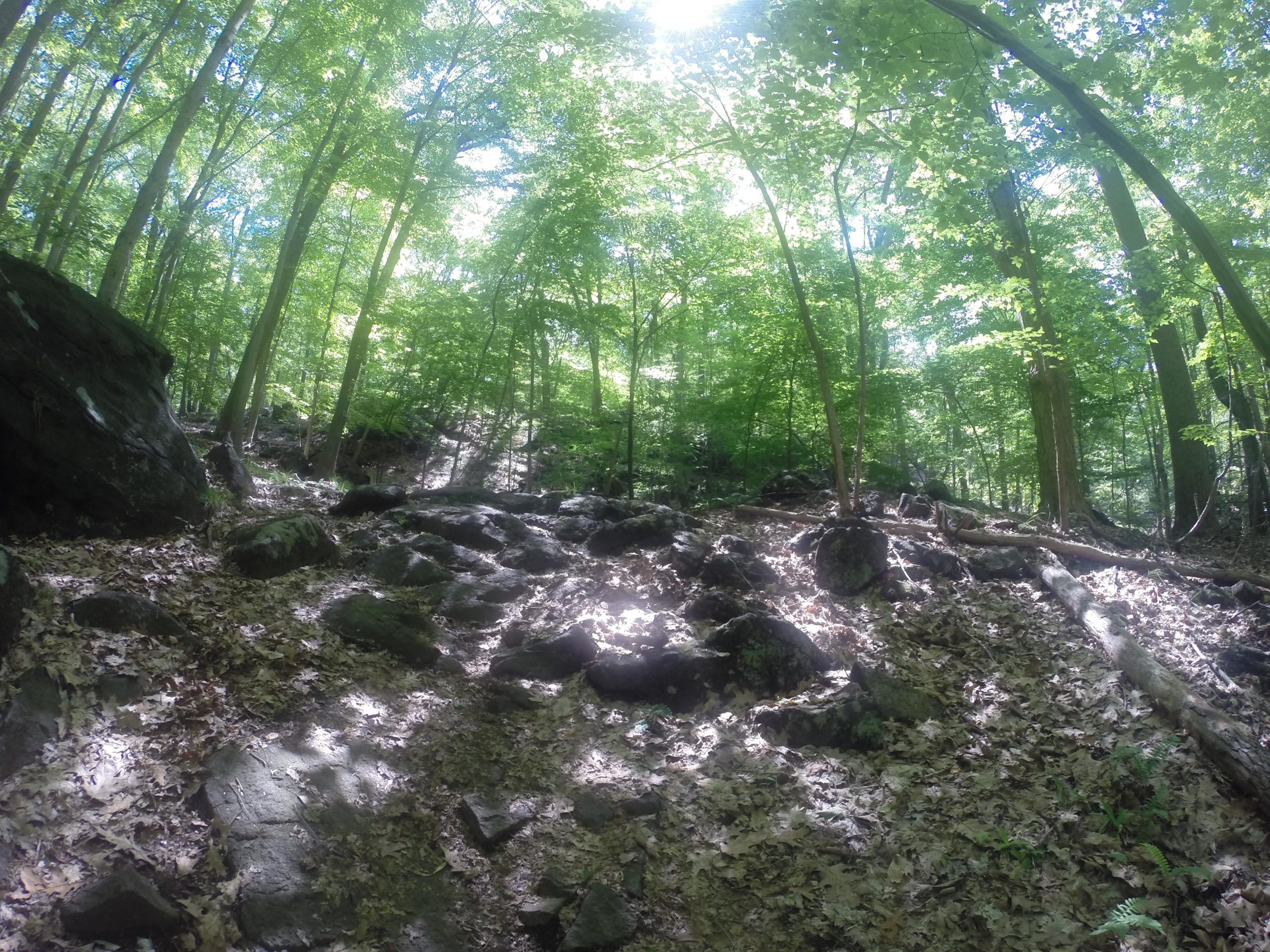 A sunlit forest path covered in rocks and fallen leaves, surrounded by tall green trees. The angle captures the upward view of the canopy, with sunlight filtering through the leaves. Blue Mountain Reservation mountain bike trail.