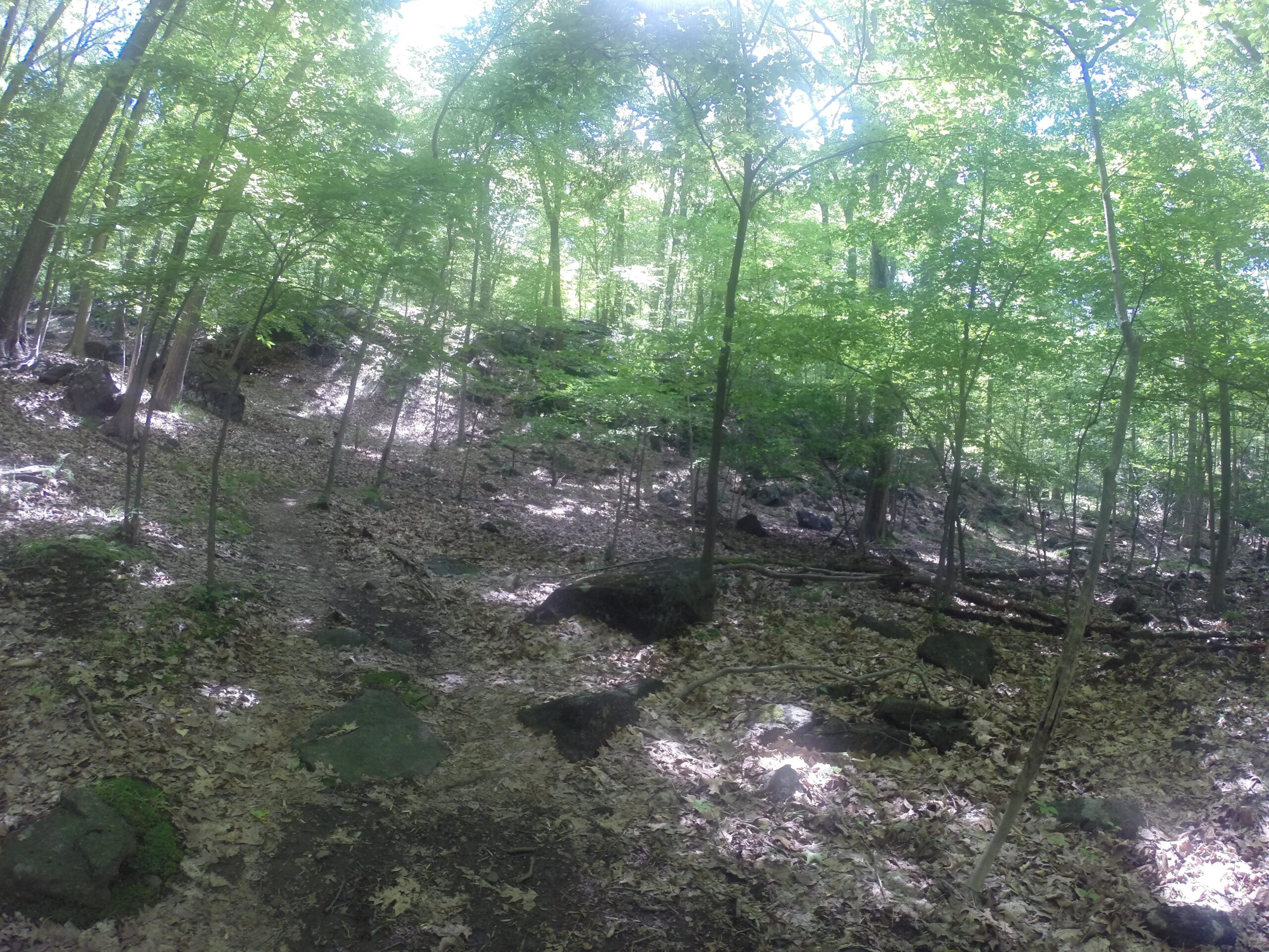 A sunlight-dappled forest path winding through a lush green forest, with tall trees, rocky terrain, and a carpet of dried leaves covering the ground. Blue Mountain Reservation mountain bike trail.