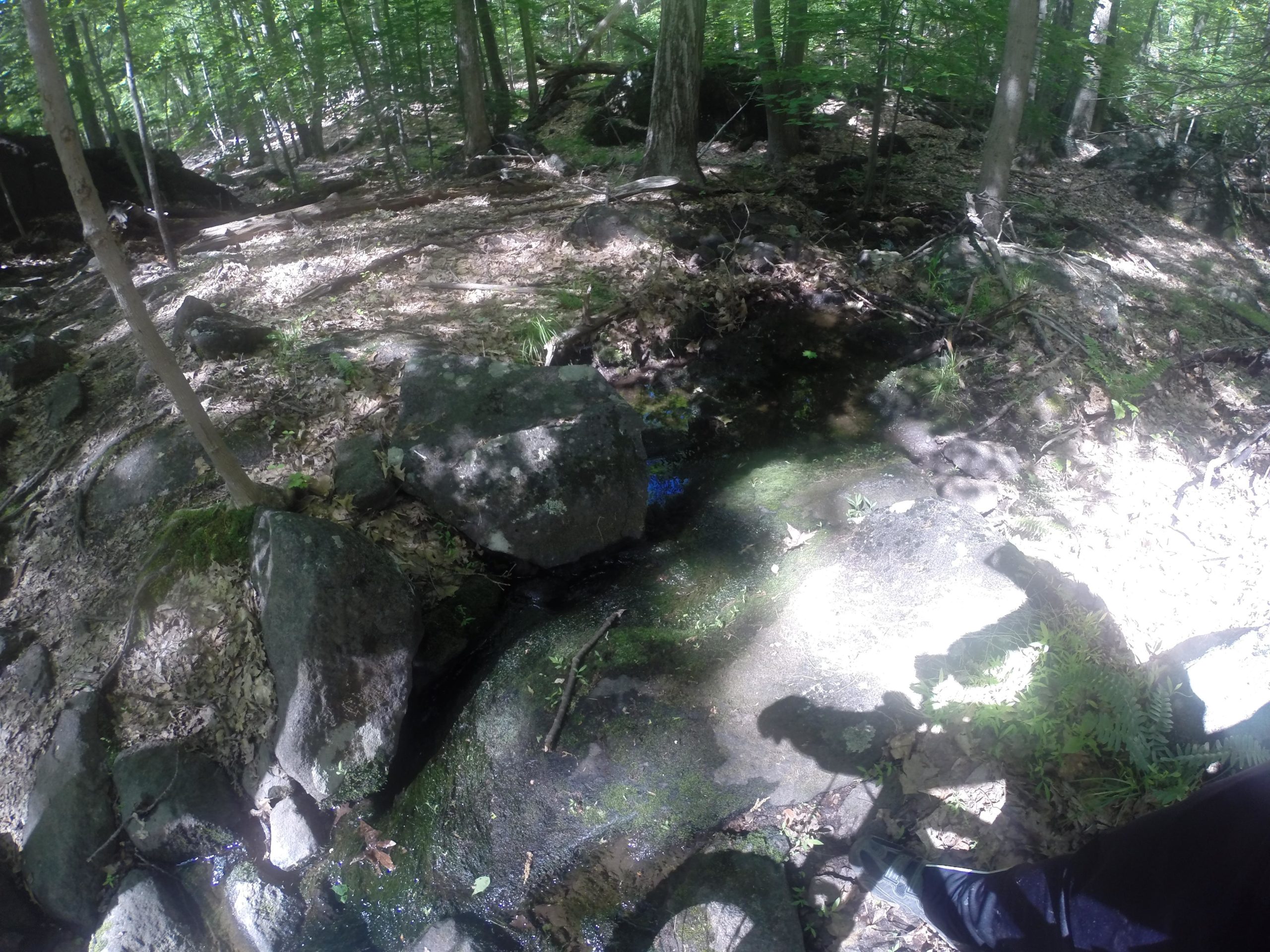 A serene forest scene featuring a small stream flowing over rocks, surrounded by lush green vegetation and trees. Sunlight filters through the leaves, casting soft shadows on the forest floor covered with fallen leaves and moss. Blue Mountain Reservation mountain bike trail.